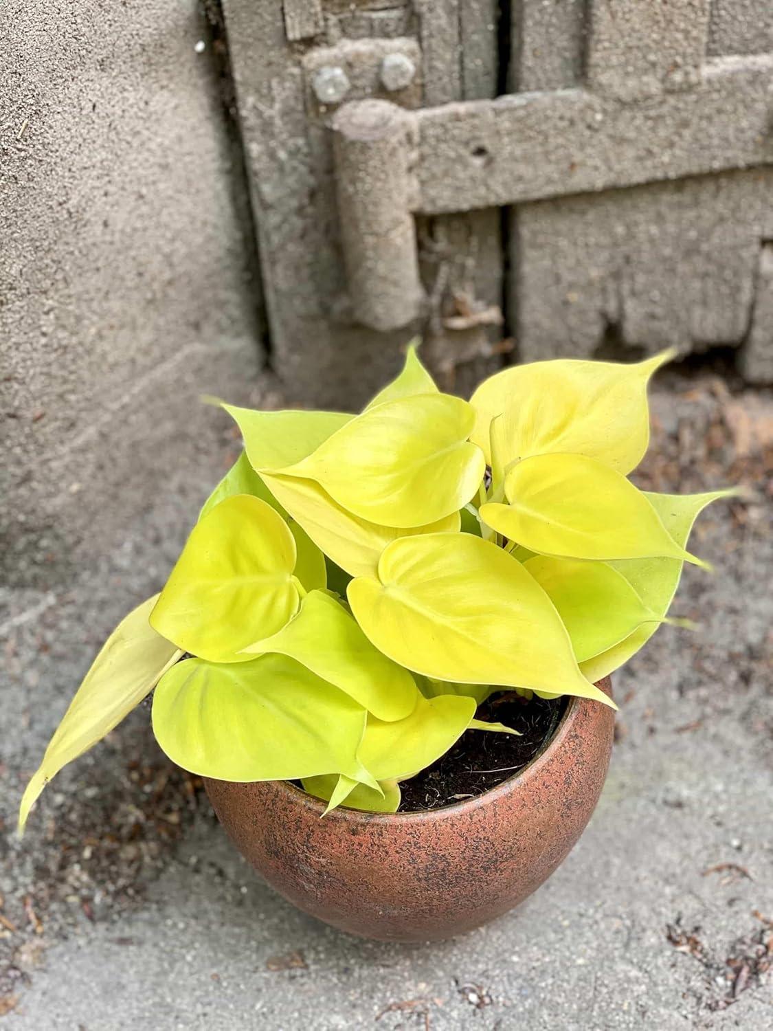 Lemon Philodendron Erubescens 4-Inch Pot Indoor Houseplant