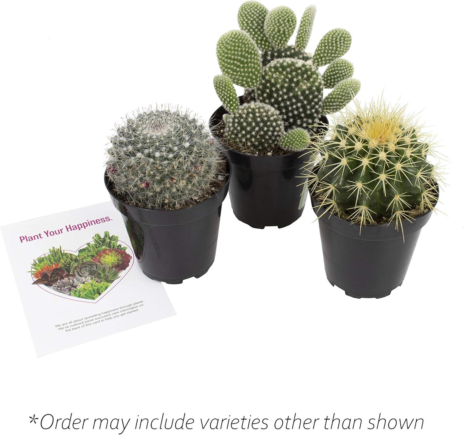 Altman Plants Large Cactus Plants 3-Pack; 3.5 Inch Grower Pots, Full Sun; Easy Plant Care