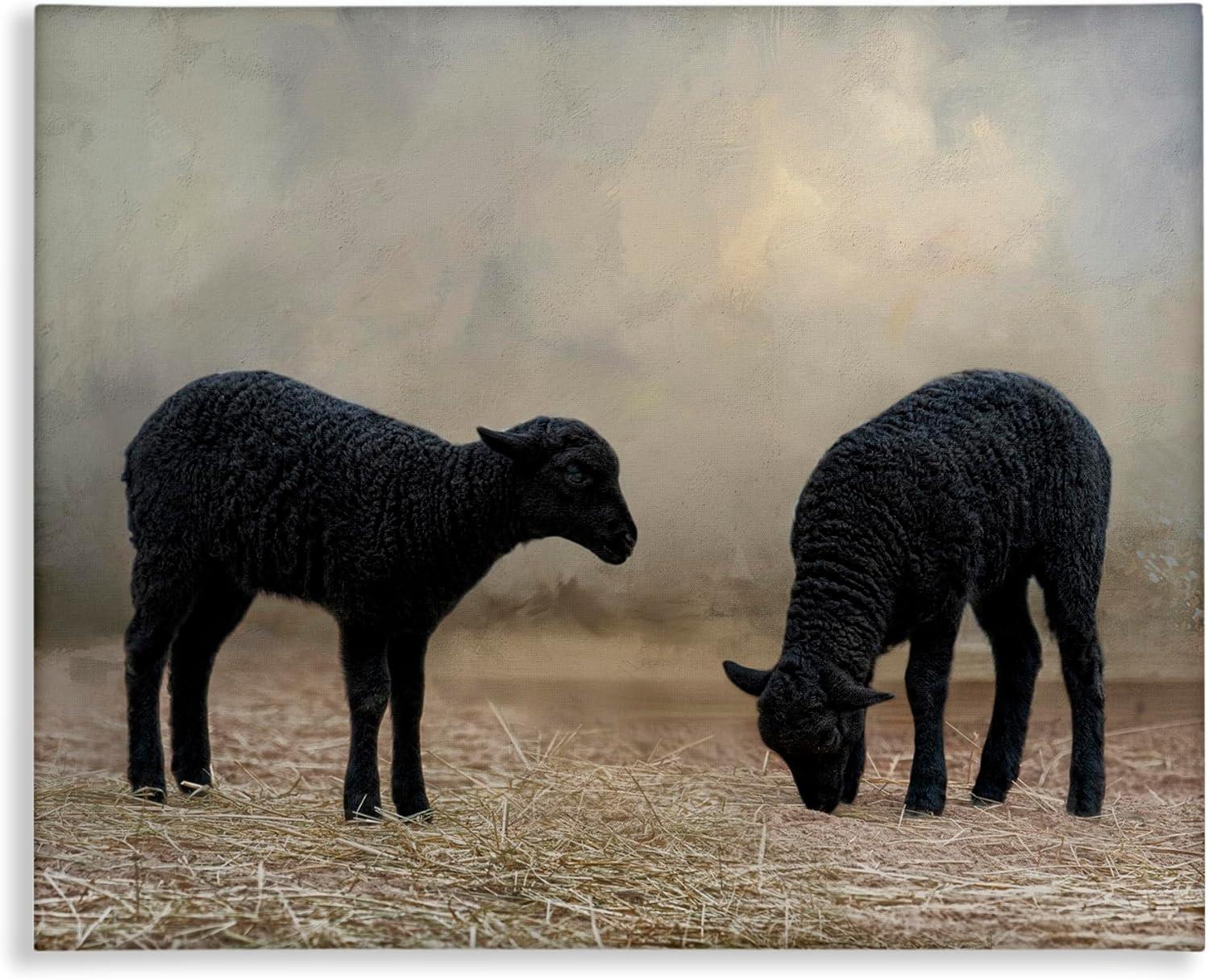 Stupell Industries Black Sheep Grazing Animals & Insects Photography Gallery Wrapped Canvas Art Print Wall Art, 20 x 16