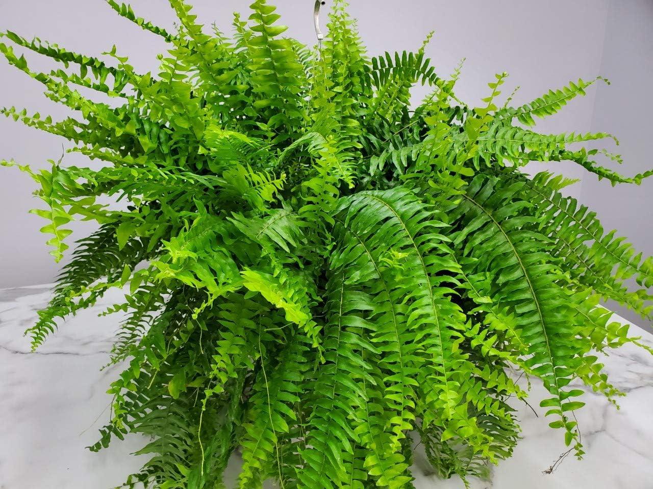 Tropical Plants of Florida 10" Boston Fern Hanging Basket 32" to 34" Wide; Bright, Indirect Sunlight, Large Hanging Plant with Metal Hanger