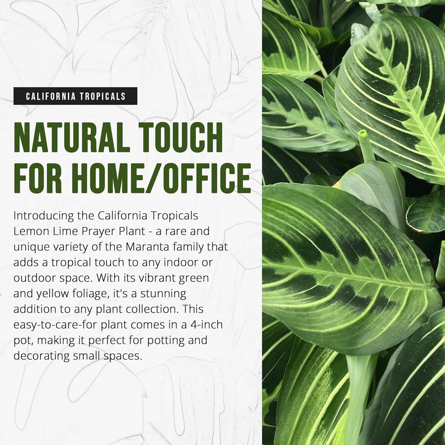 Maranta Green Prayer Plant “Lemon Lime” - 6” from California Tropicals