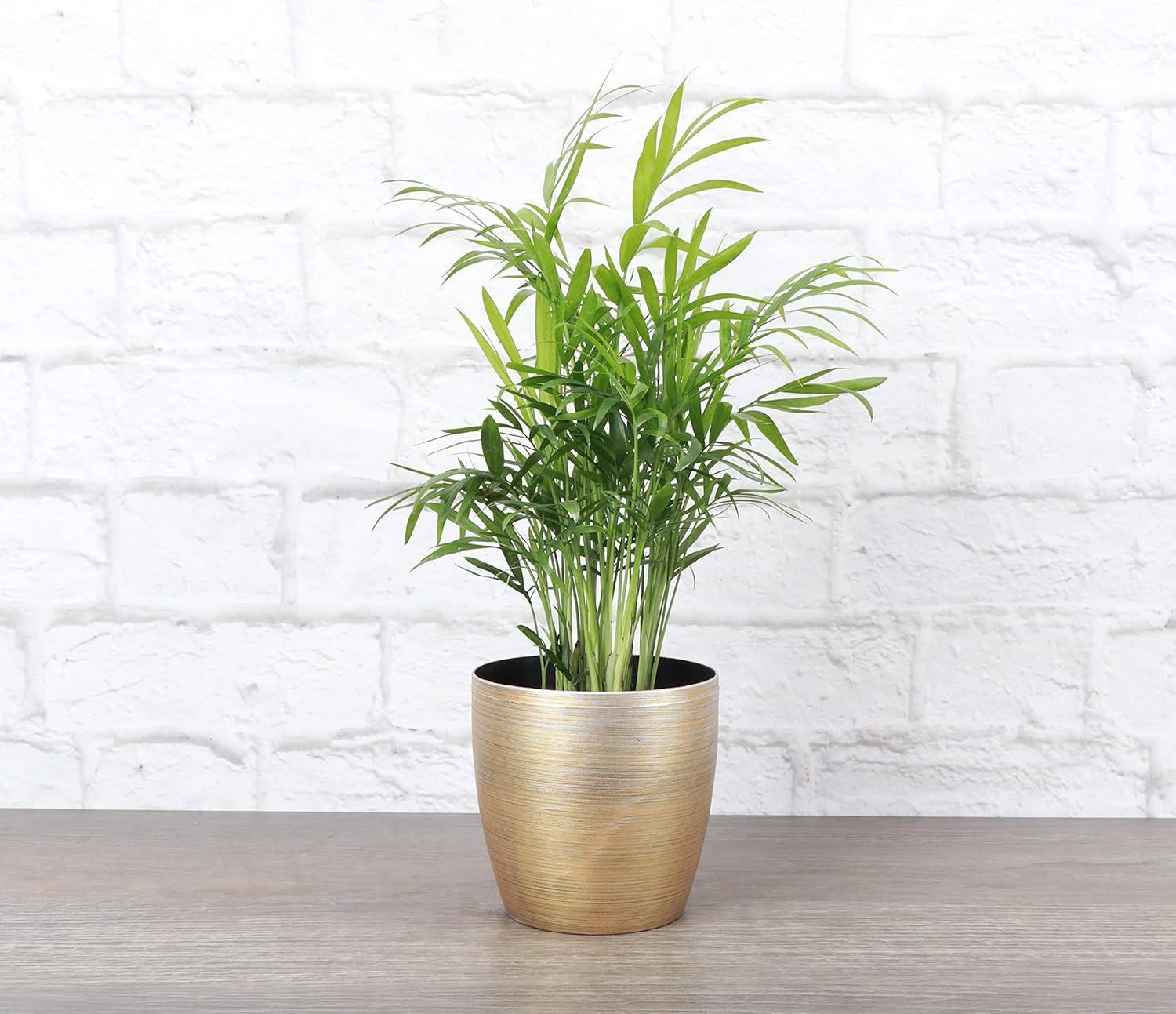 Live Neanthe Bella Palm Plant in Classic Pot