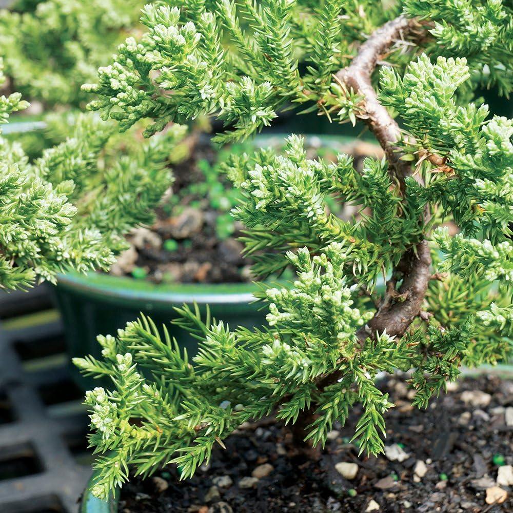 Brussel's Green Mound Juniper Bonsai - Small - (Outdoor) Not Sold in California