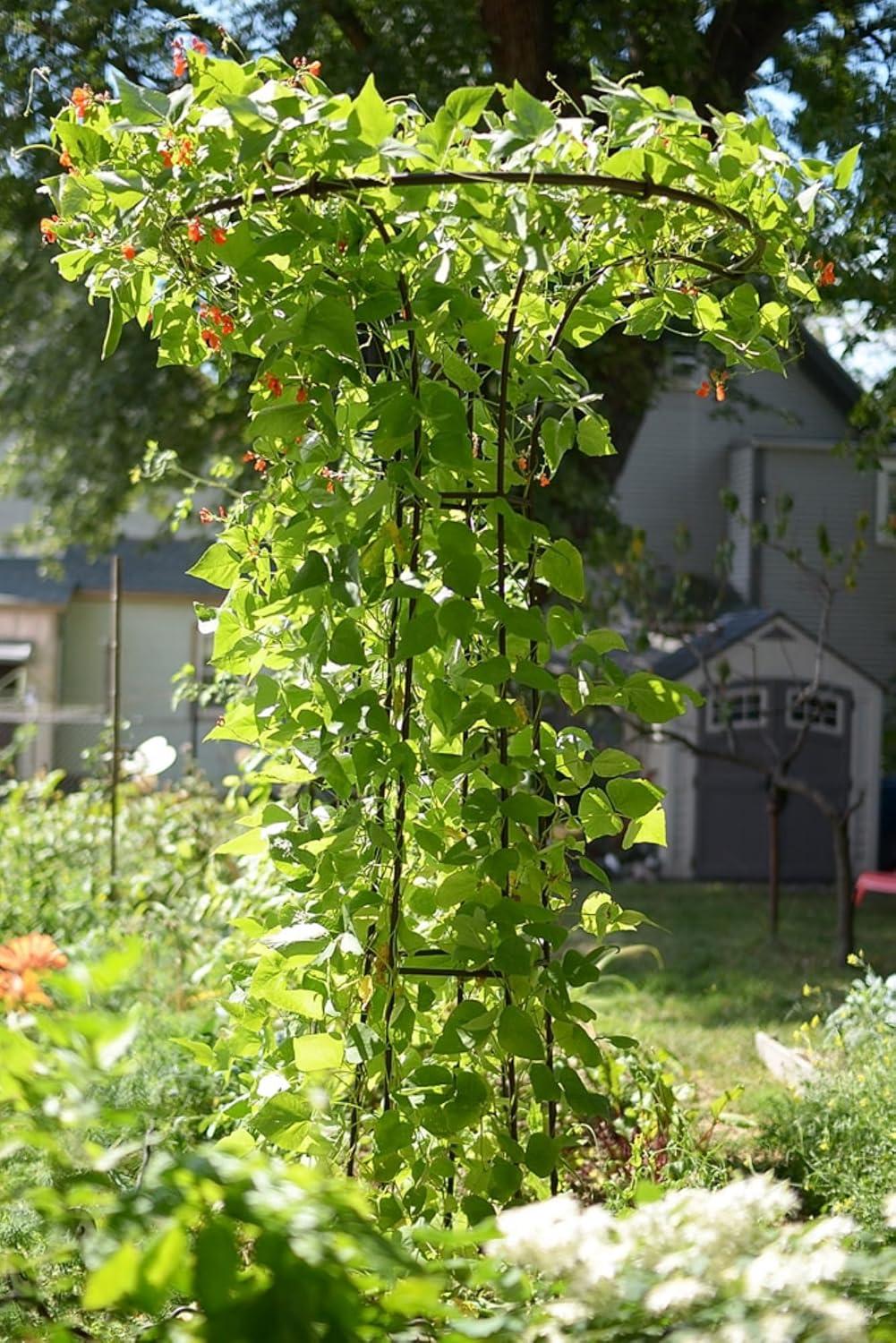 Roman Bronze 72-Inch Wrought Iron Trellis with Canopy