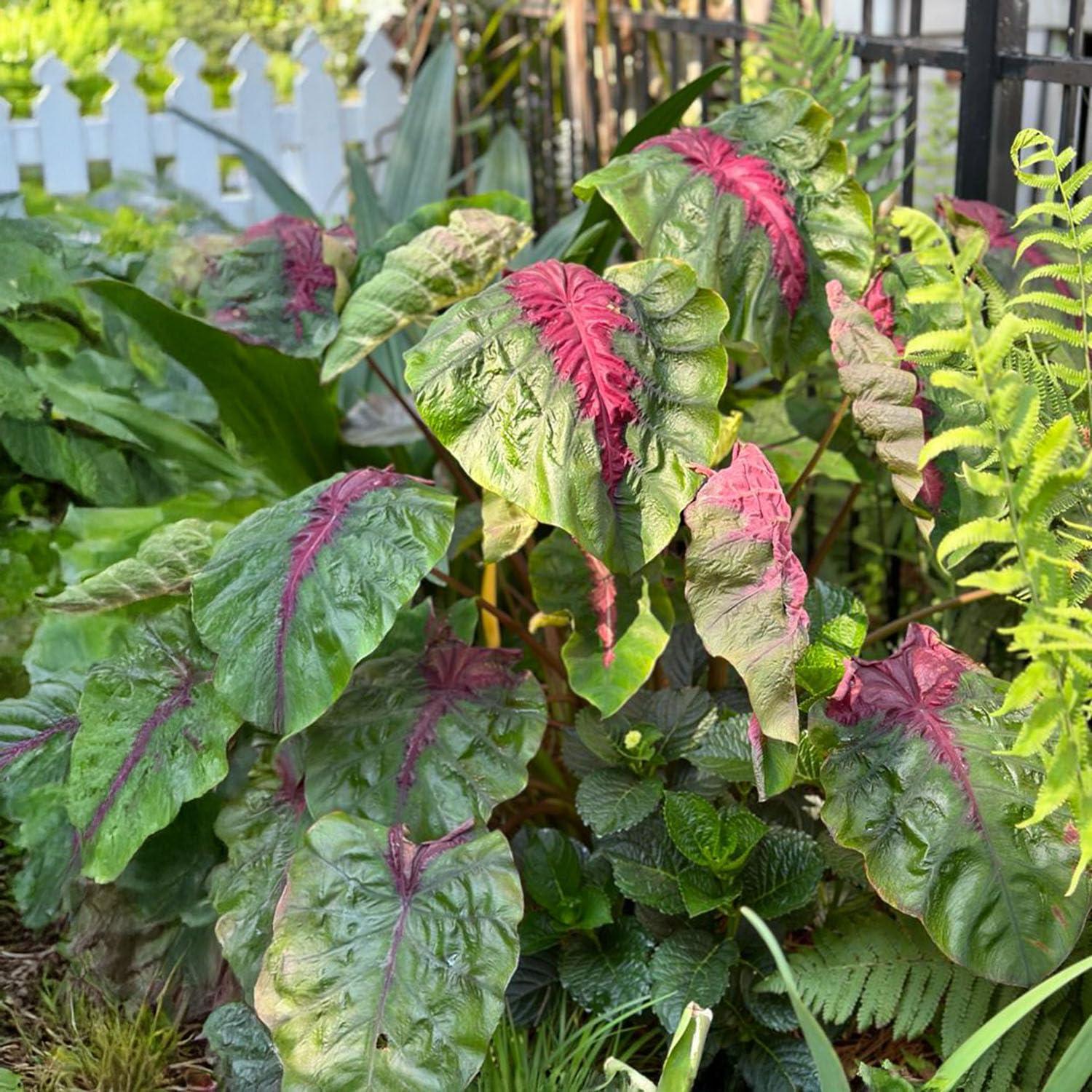 Garden State Bulb Colocasia Madeira Star Elephant Ear Bulbs, Spring Planting (Bag of 1)