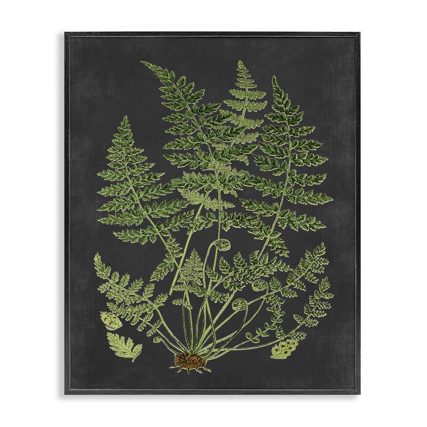 Stupell Industries Botanical Drawing Green Black Design Framed Wall Art by Lettered and Lined