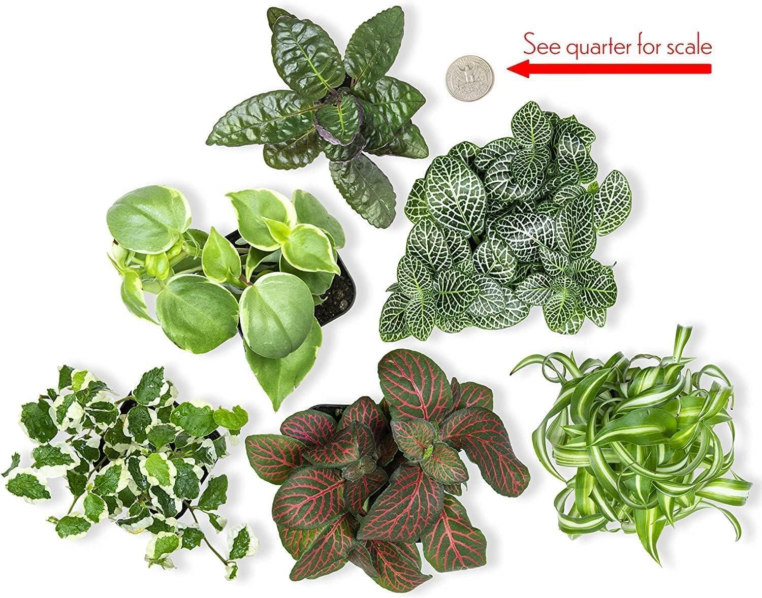 Live Houseplant (6PK) - 6 Air Purifying Plants - Easy Care - 2in Pots - Indirect Sunlight - Altman Plants