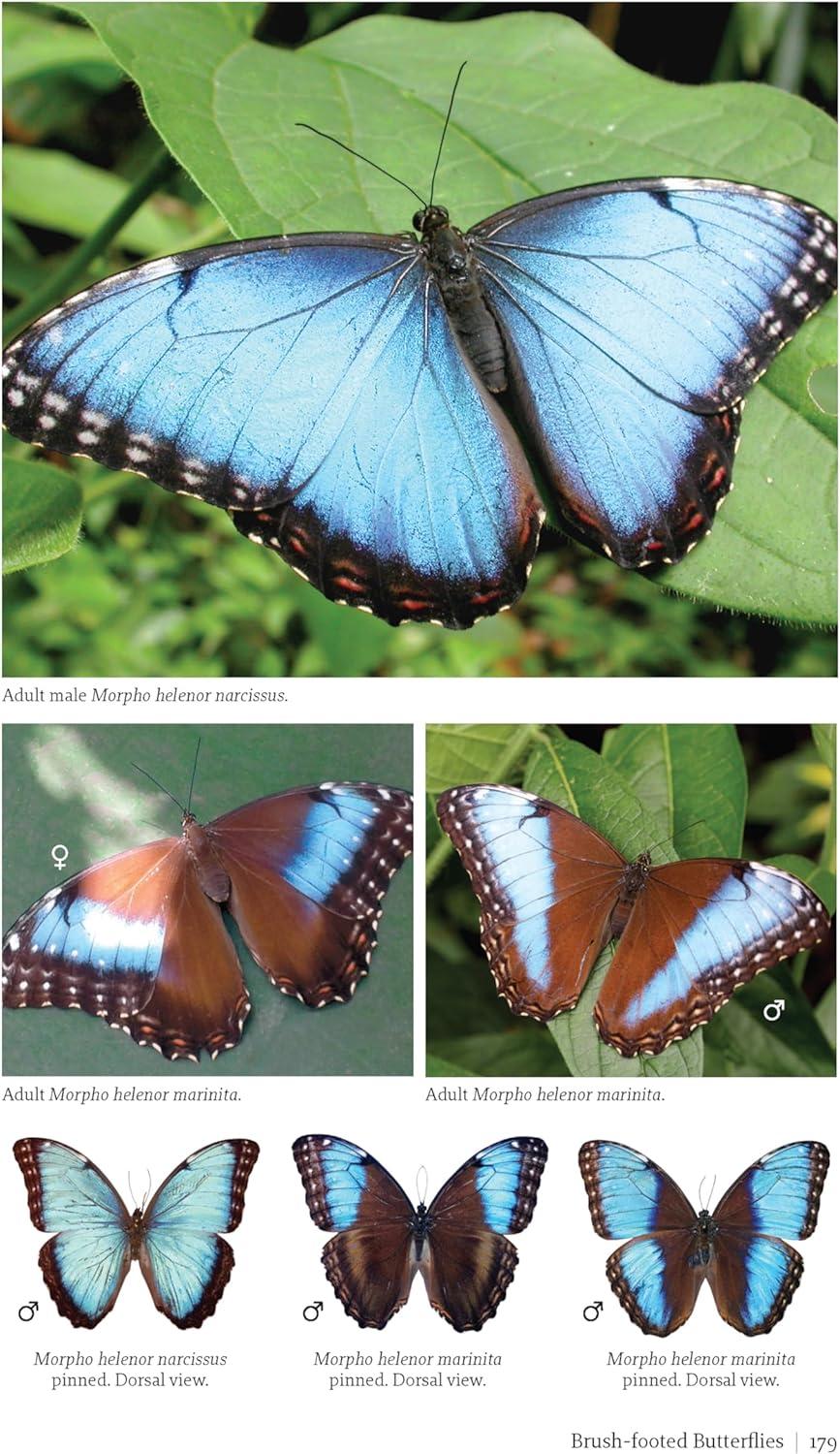 Butterflies and Moths of Costa Rica - (Zona Tropical Publications / Antlion Media) by  Luis Ricardo Murillo-Hiller (Paperback)