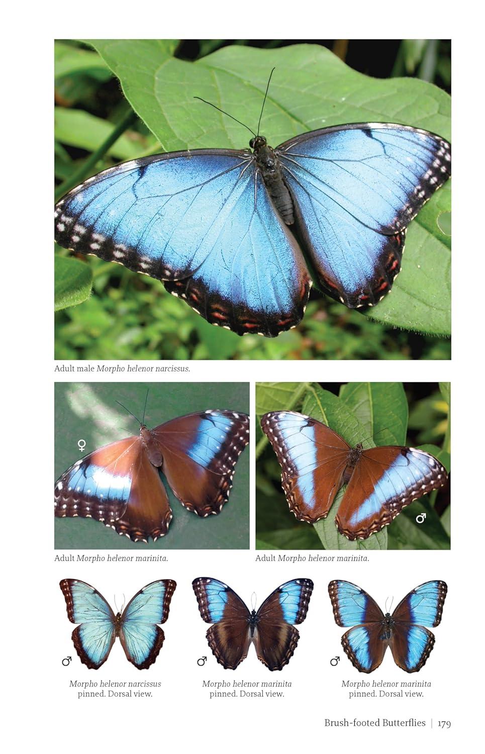 Butterflies and Moths of Costa Rica - (Zona Tropical Publications / Antlion Media) by  Luis Ricardo Murillo-Hiller (Paperback)