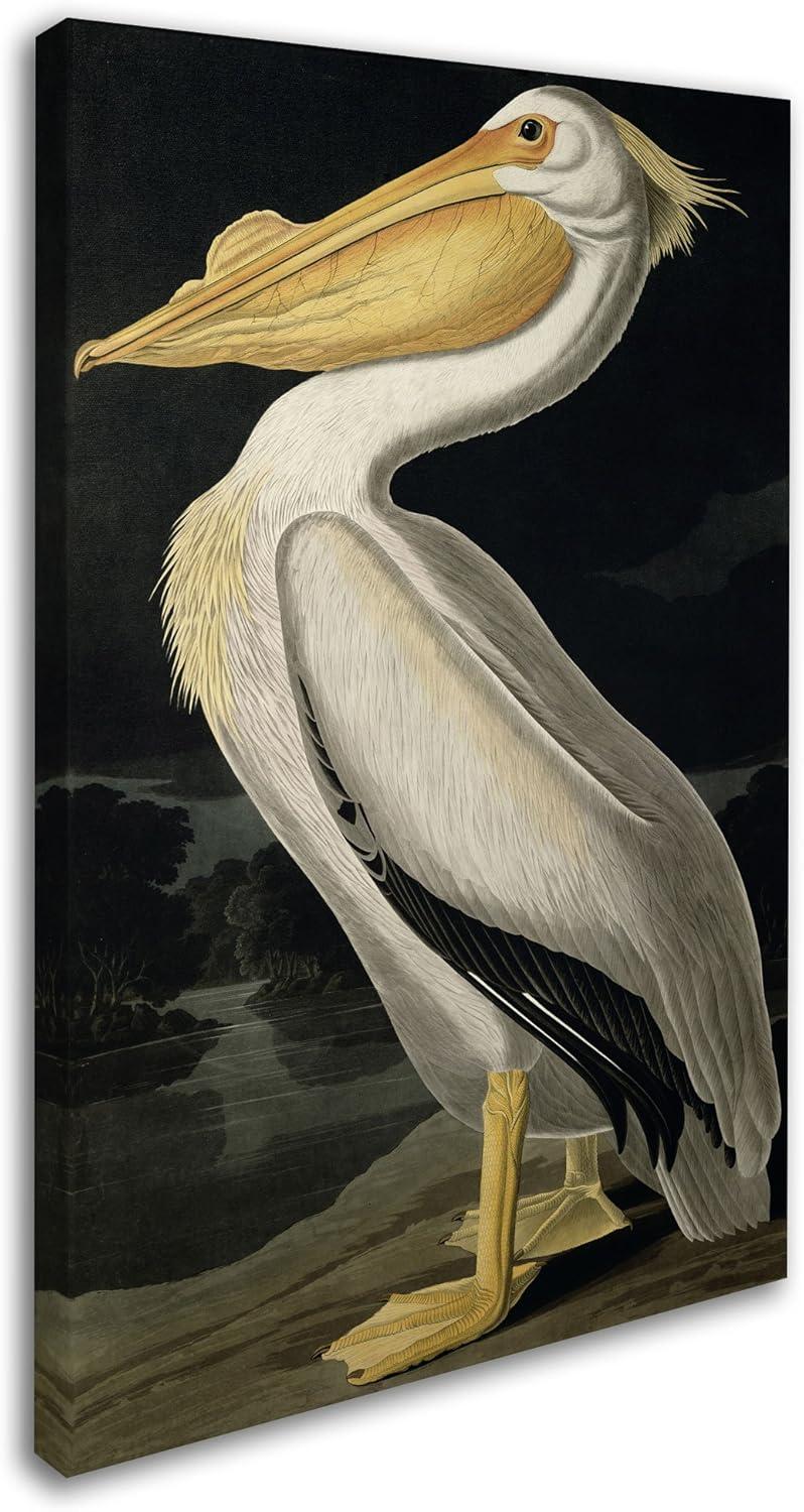 Trademark Fine Art - John James Audubon American White Pelican Matted Framed Art