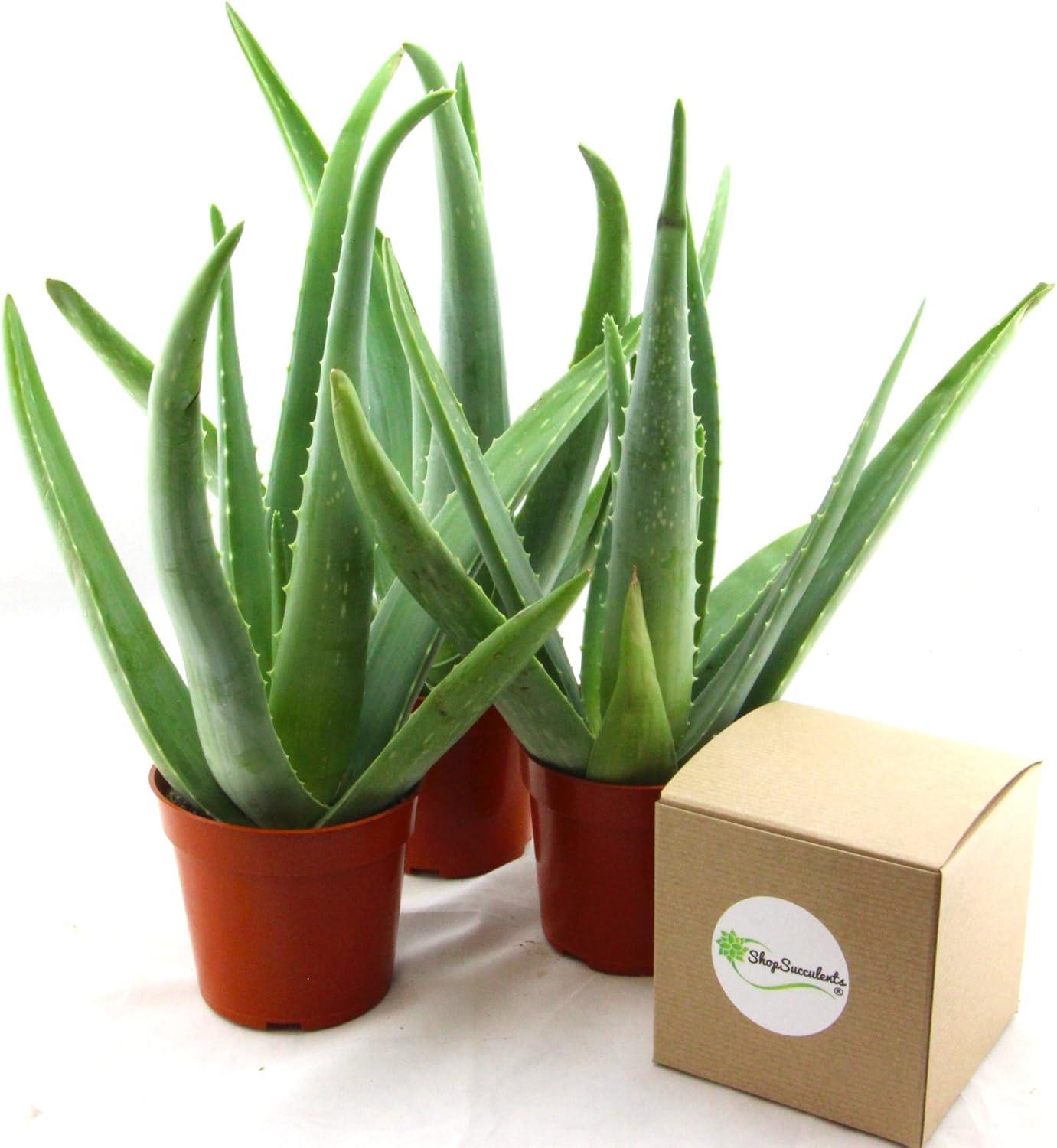 Petite Indoor/Outdoor 3-Pack Aloe Vera in 2" Brown Pots