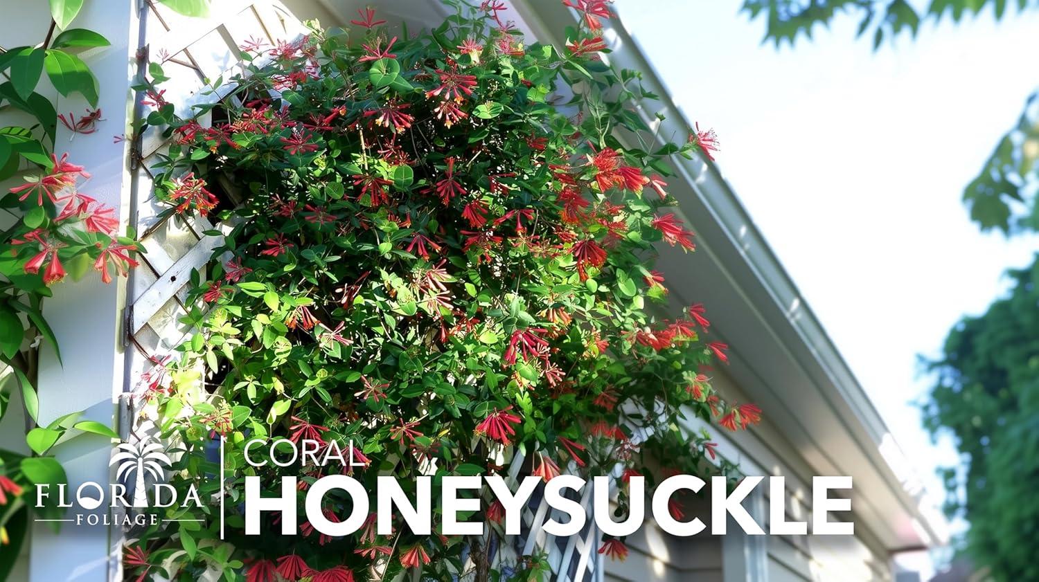 Coral Honeysuckle 3-Pack Live Plants for Hummingbirds