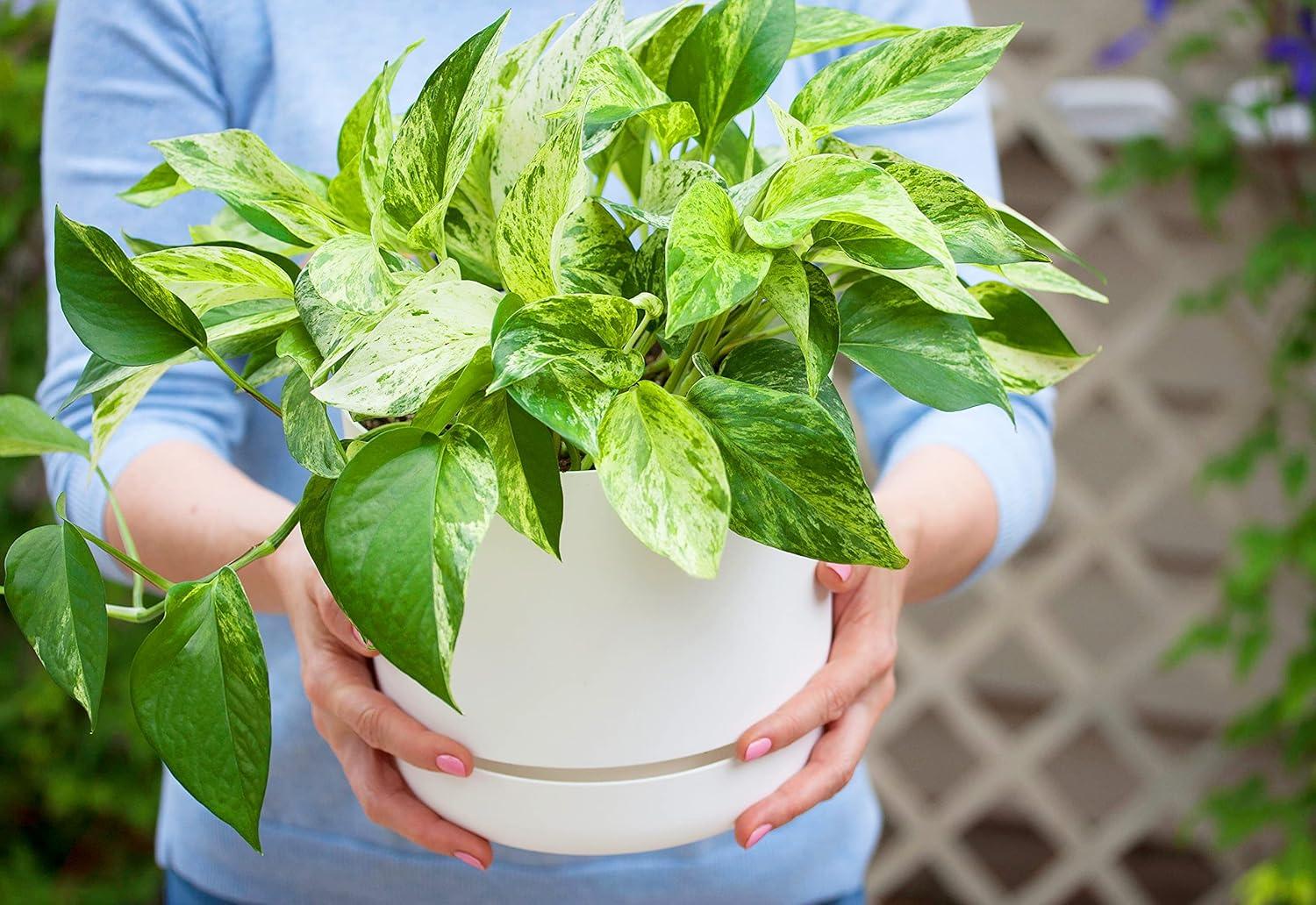 American Plant Exchange American Plant Exchange Marble Queen Pothos, 6-Inch Pot, Live Vining Plant, Easy Care Houseplant for Home & Garden
