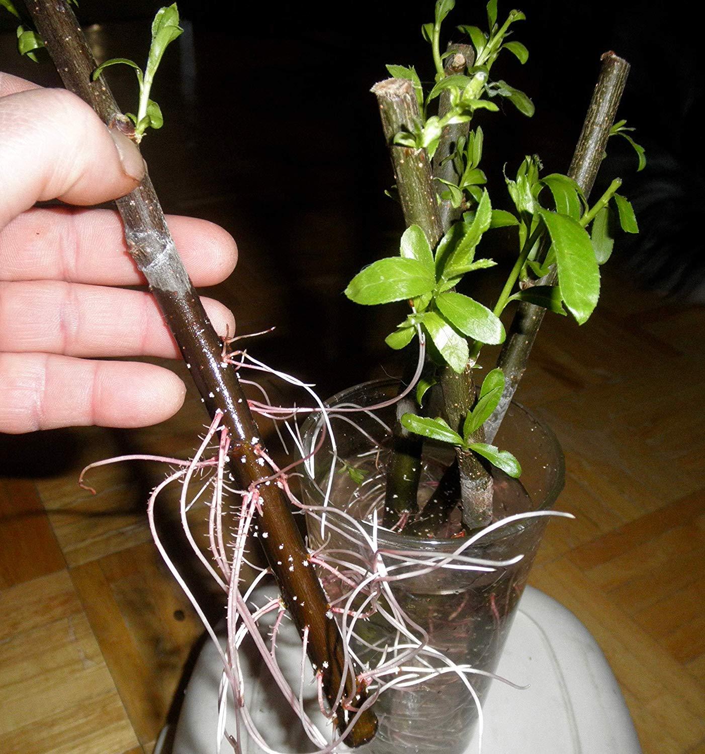 18 Hybrid Willow Trees - Privacy Trees Fast Growing - Great Visual and Sound Barrier - Growing Tutorial Video Link