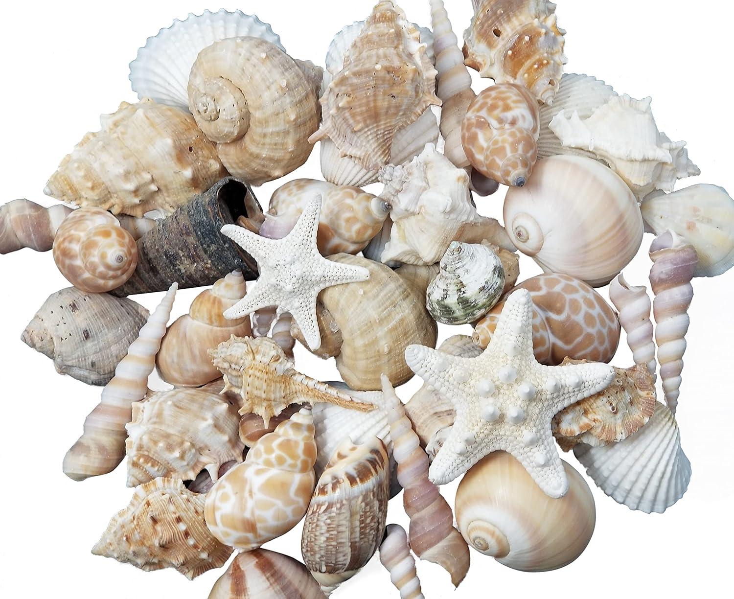 Assorted Natural Seashells for Crafts and Decor, 1 Pound