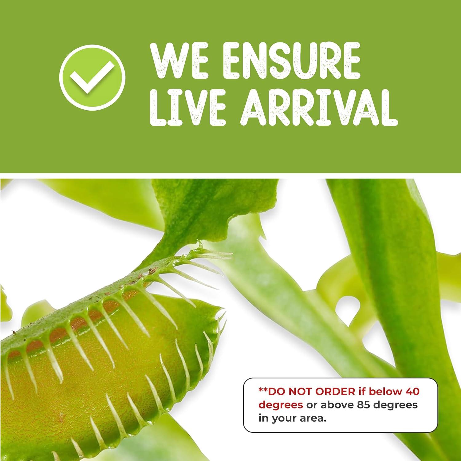 Venus Flytrap Live Plant Kit with Carnivorous Plant Food in 2.5" Glass Cube – Indoor Bug-Eating Plant with Tweezers & Sphagnum Moss – Educational Gift Fly Trap