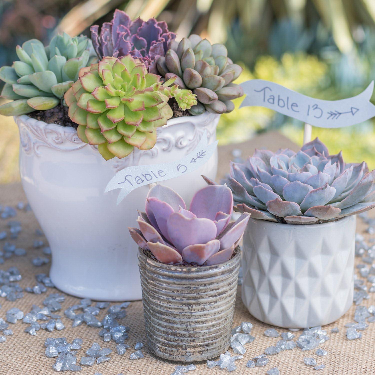 Altman Plants Live Succulent Plants 4-Pack, Echeveria Succulents Plants - Full Sun - 2.5-Inch Pots