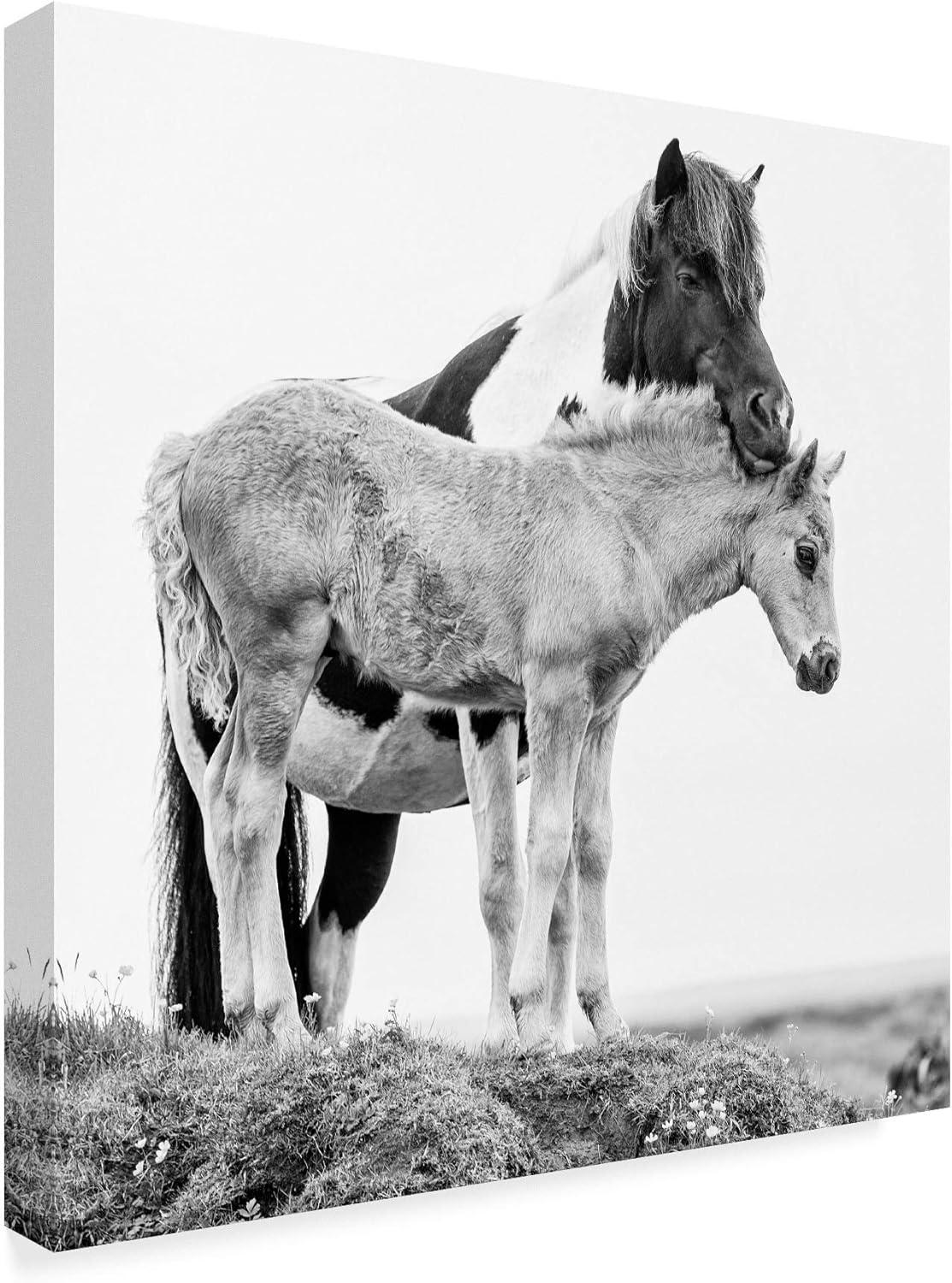 Trademark Fine Art 'Black And White Horses I' Canvas Art by PHBurchett