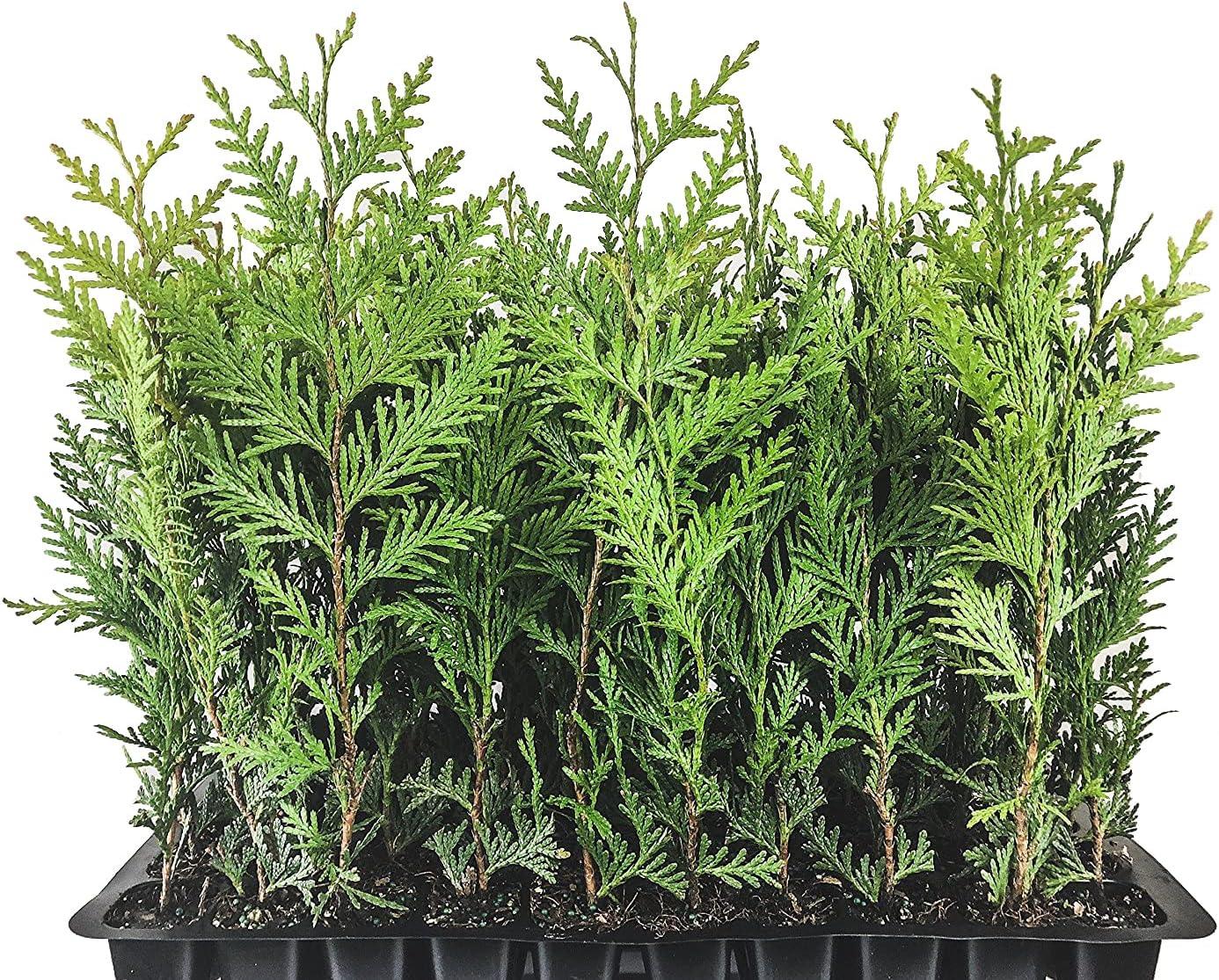 Green Giant Thuja Arborvitae Evergreen Privacy Hedge - 40 Count