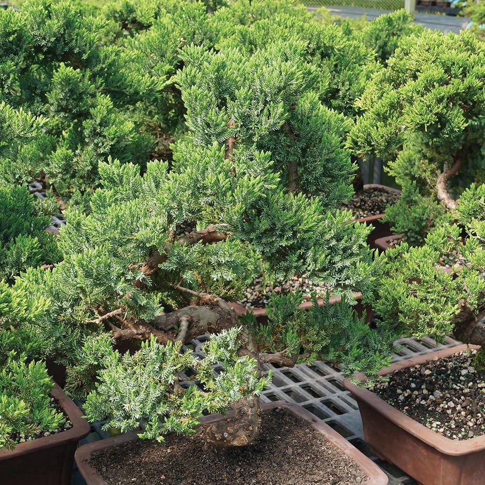Brussel's Green Mound Juniper Bonsai - Large - (Outdoor)