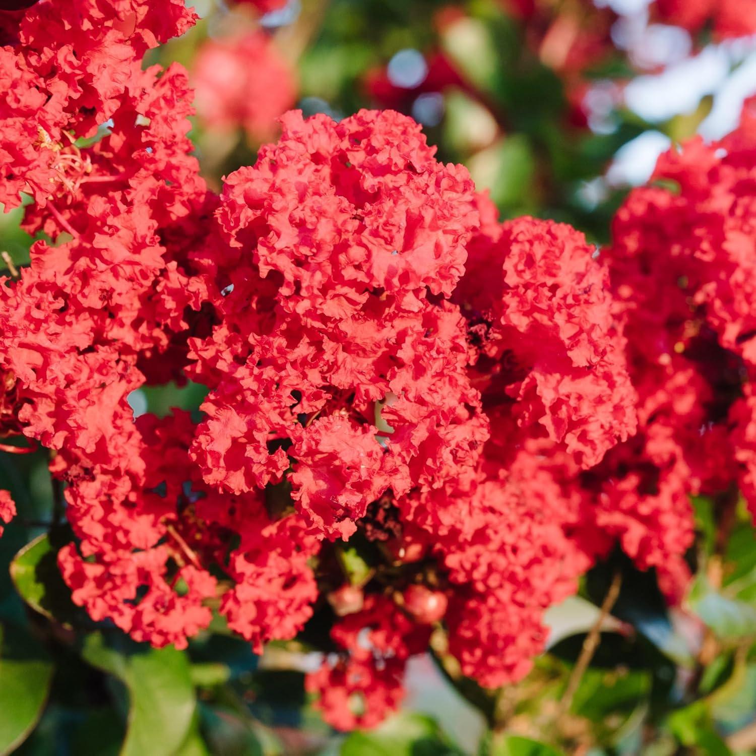 First Editions Crape Myrtle Ruffled Red Magic Live Shrub (2 Gallon)