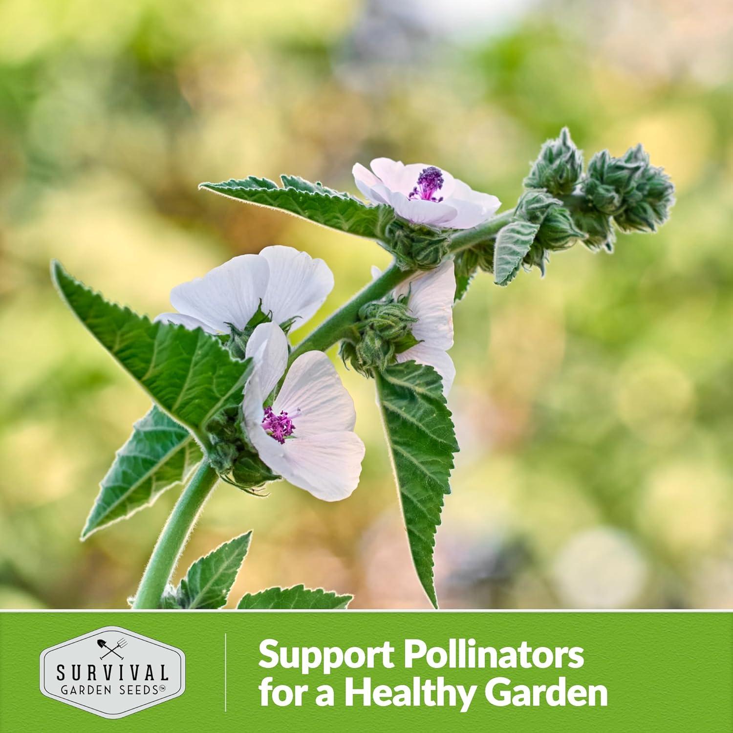 3 Packs Marsh Mallow Seed - Rare Medicinal Flowering Herbs - Non-GMO Heirloom Perennial Full Sun