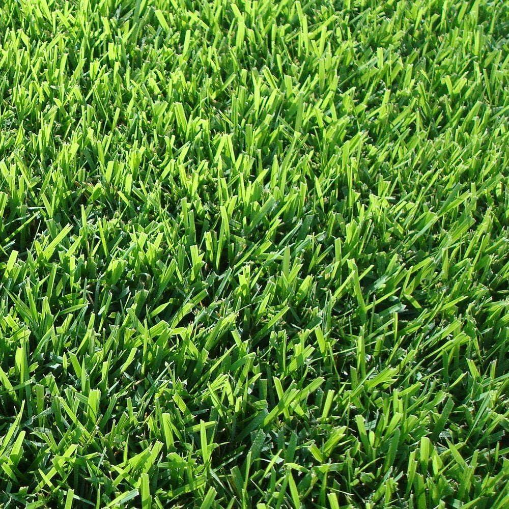 Florida Foliage Zoysia Sod Plugs - Large 3" x 3" Plugs - 18 Count Tray - Drought, Salt & Shade Tolerant Turf Grass