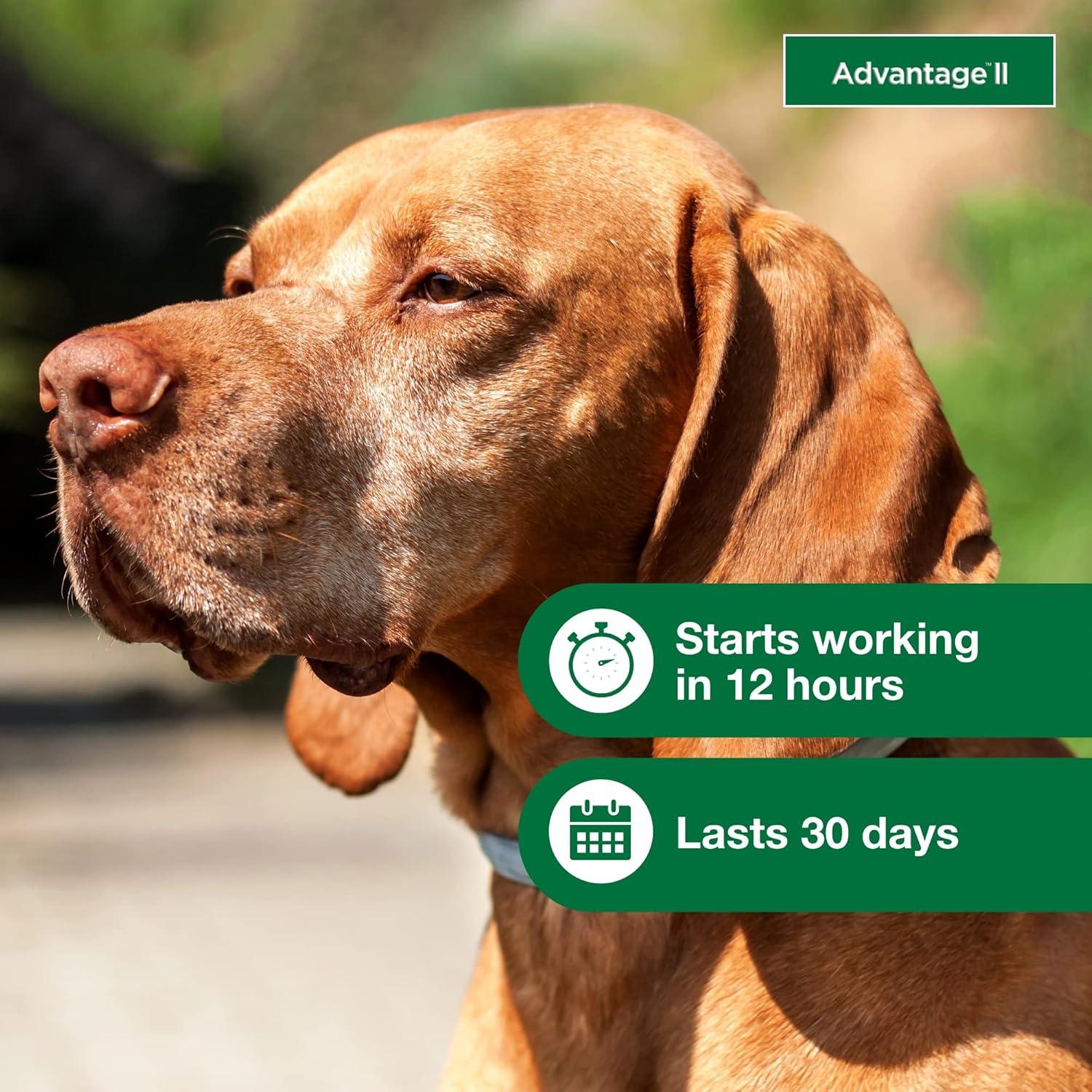 Advantage II Vet-Recommended Flea Prevention for Large Dogs 21-55 lbs, 4-Monthly Treatments