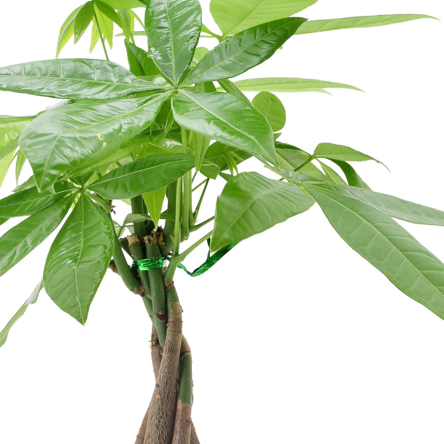 Arcadia Garden Products Live Money Tree (Pachira Aquatica) (Jade Plant) Plant in Ceramic Planter