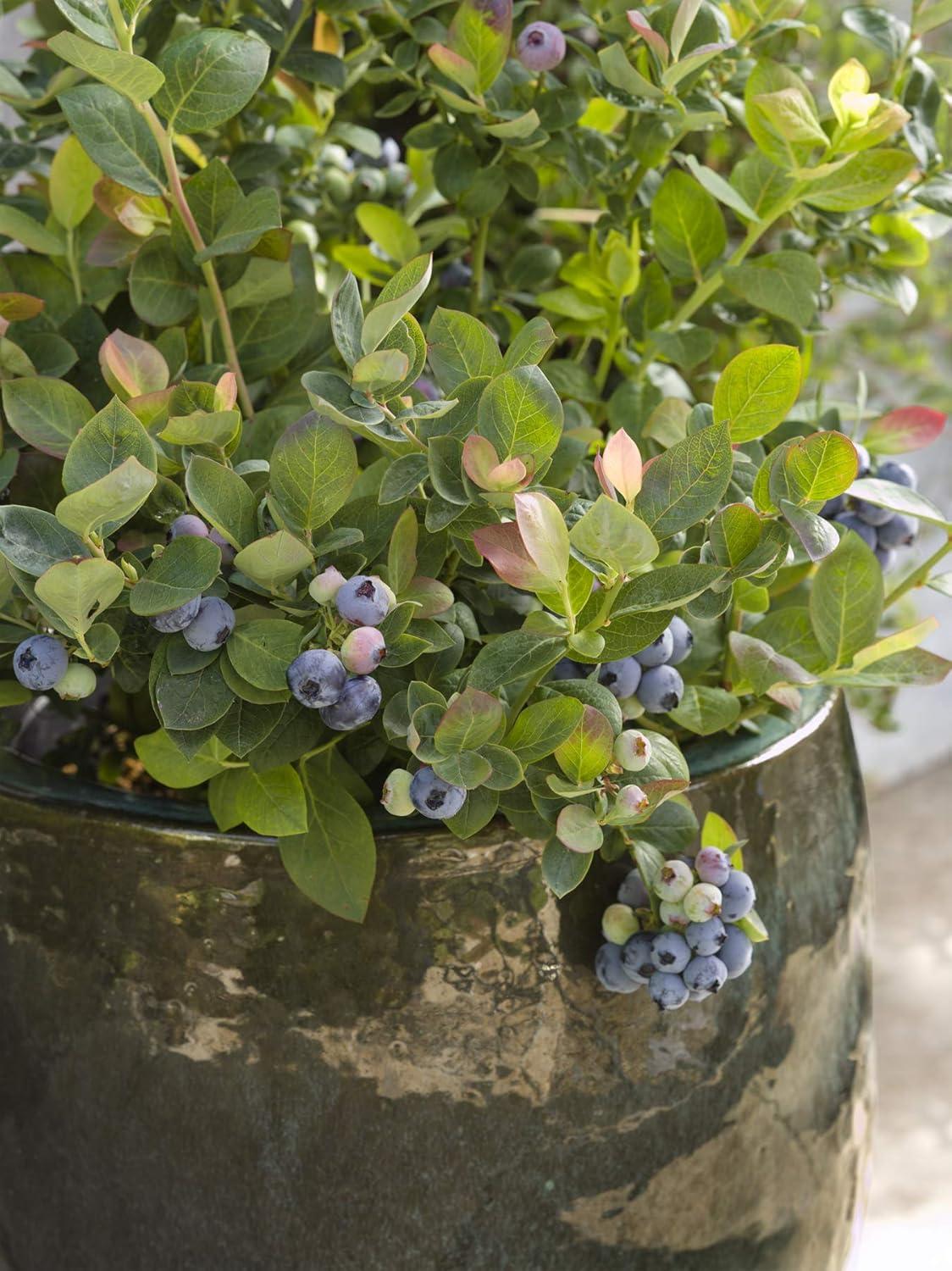 Vaccinium Pink Icing Blueberry Shrub in 1-Gallon Container