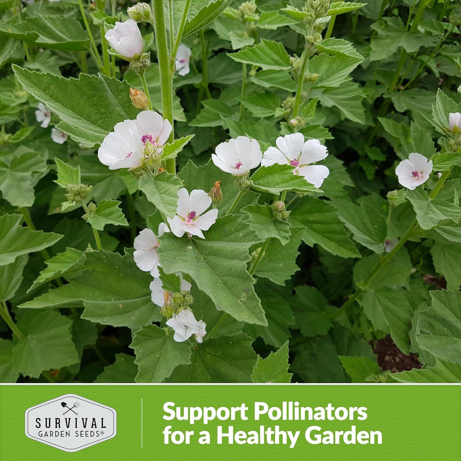 3 Packs Marsh Mallow Seed - Rare Medicinal Flowering Herbs - Non-GMO Heirloom Perennial Full Sun