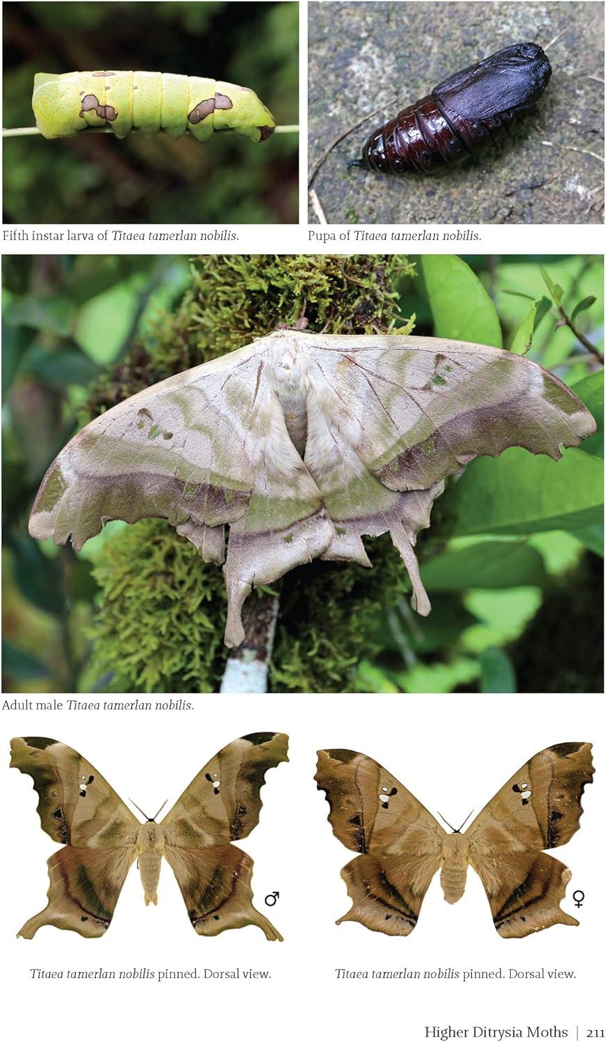 Butterflies and Moths of Costa Rica - (Zona Tropical Publications / Antlion Media) by  Luis Ricardo Murillo-Hiller (Paperback)