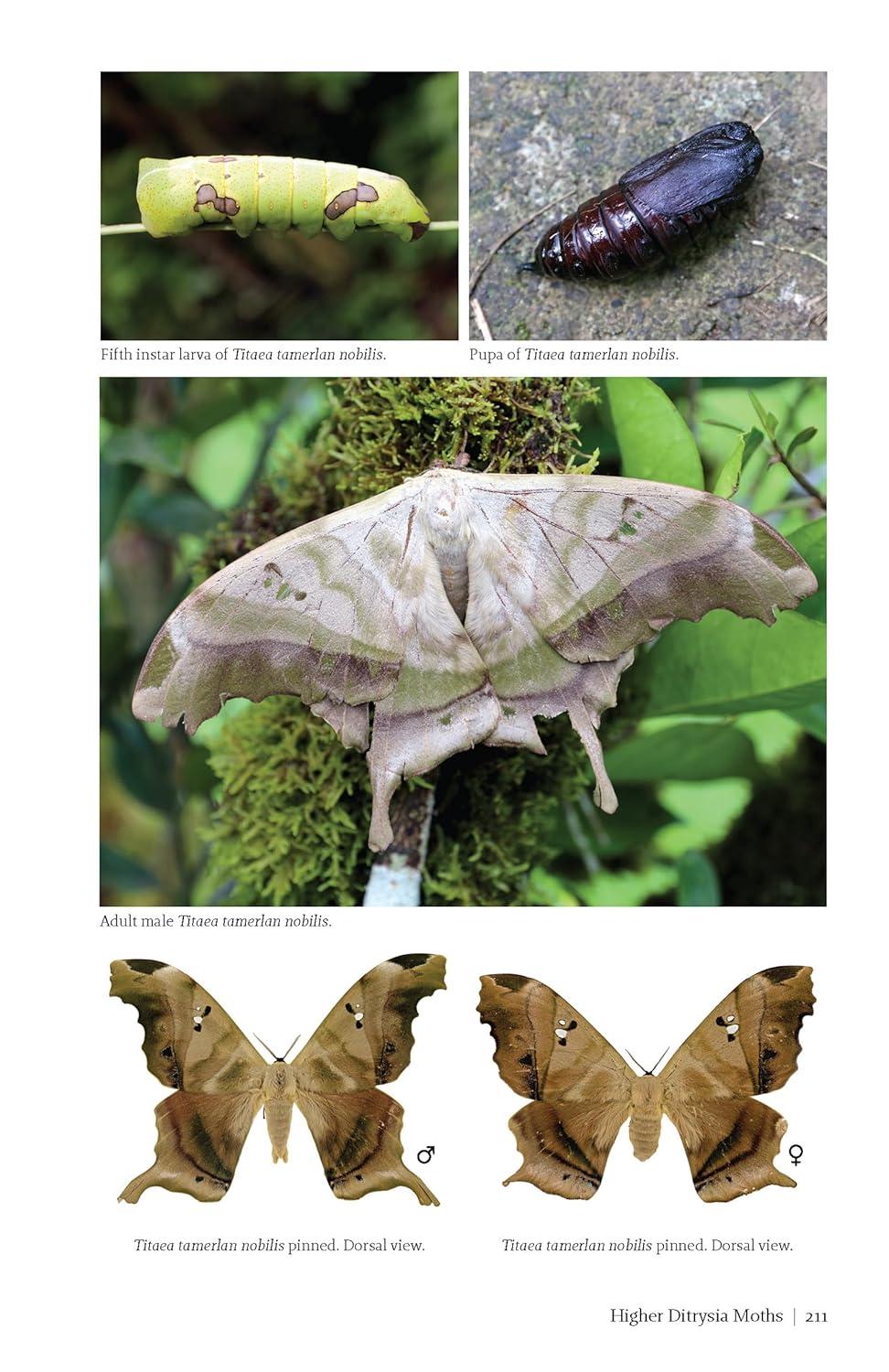 Butterflies and Moths of Costa Rica - (Zona Tropical Publications / Antlion Media) by  Luis Ricardo Murillo-Hiller (Paperback)
