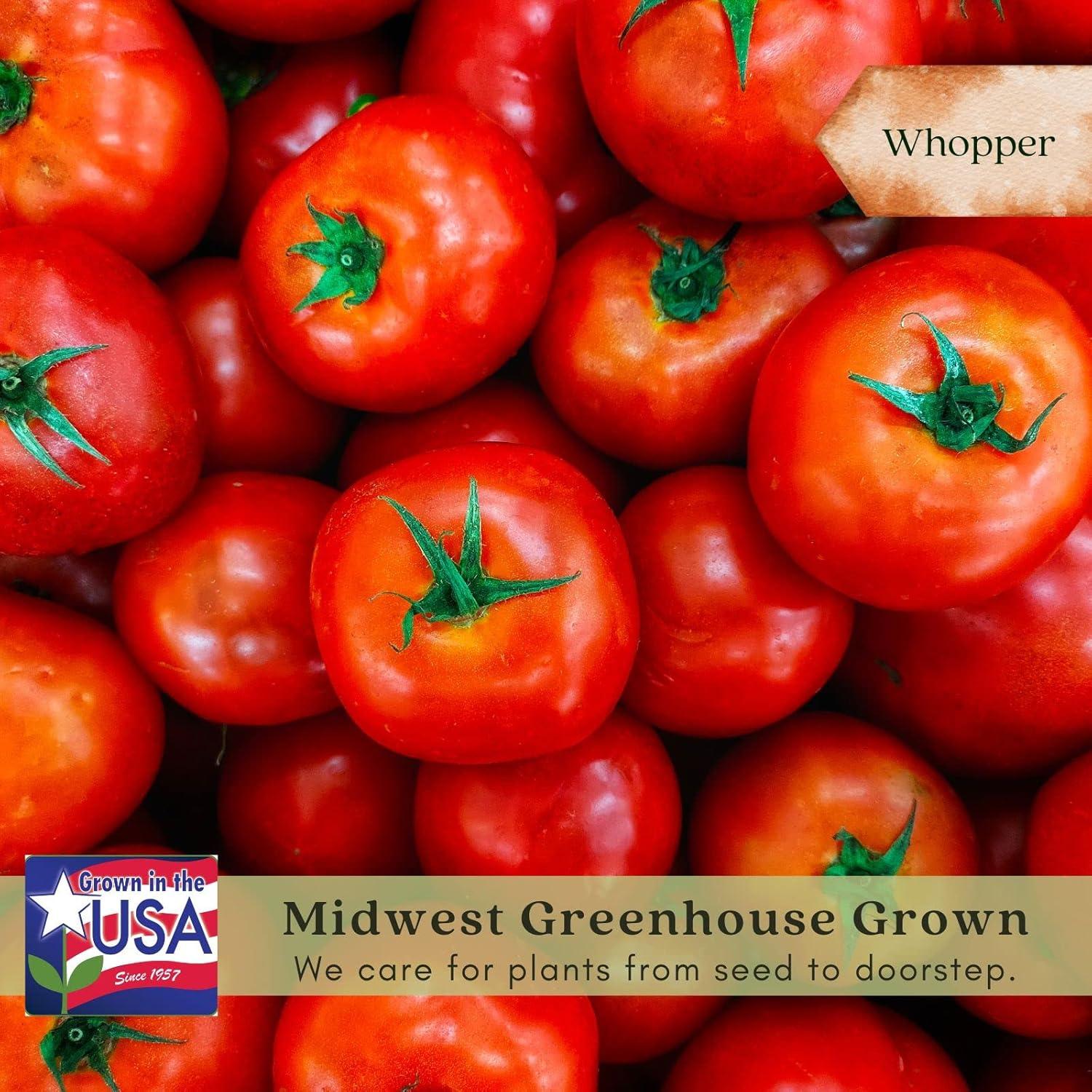 Clovers Whopper Tomato Plants – Two (2) Live Plants – Non-GMO - Not Seeds - Each 4" to 8" Tall – in 4" Inch Pots – Globe, Indeterminate
