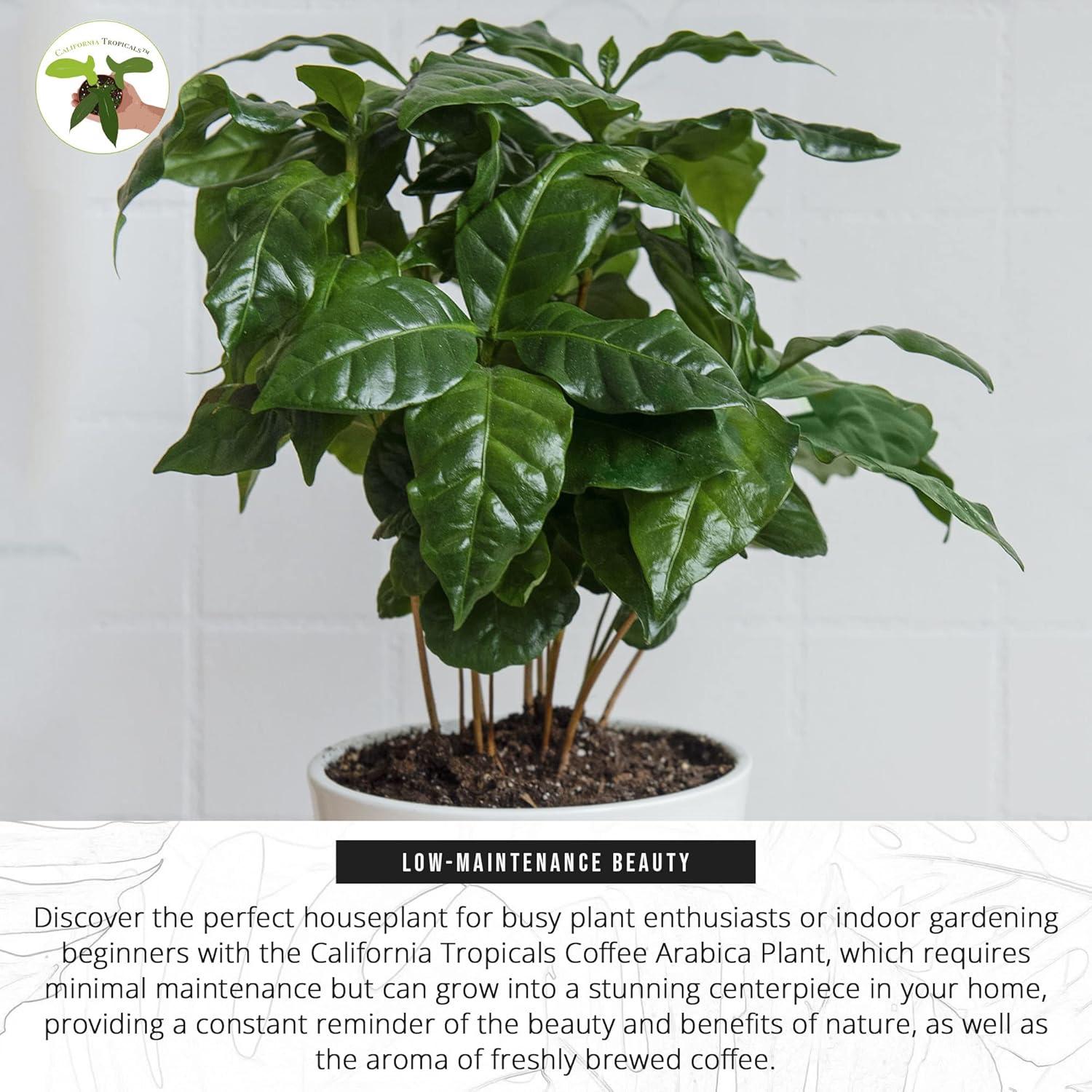 Arabica Coffee Plant in 4'' Pot for Indoor and Outdoor Use