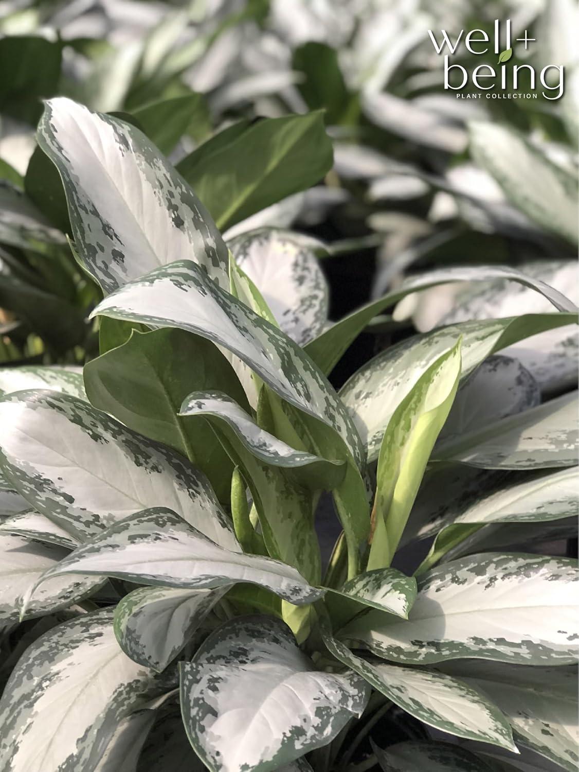 Nature's Way Farms Aglaonema Crystal Bay (8-15 inches tall) in Growers Pot