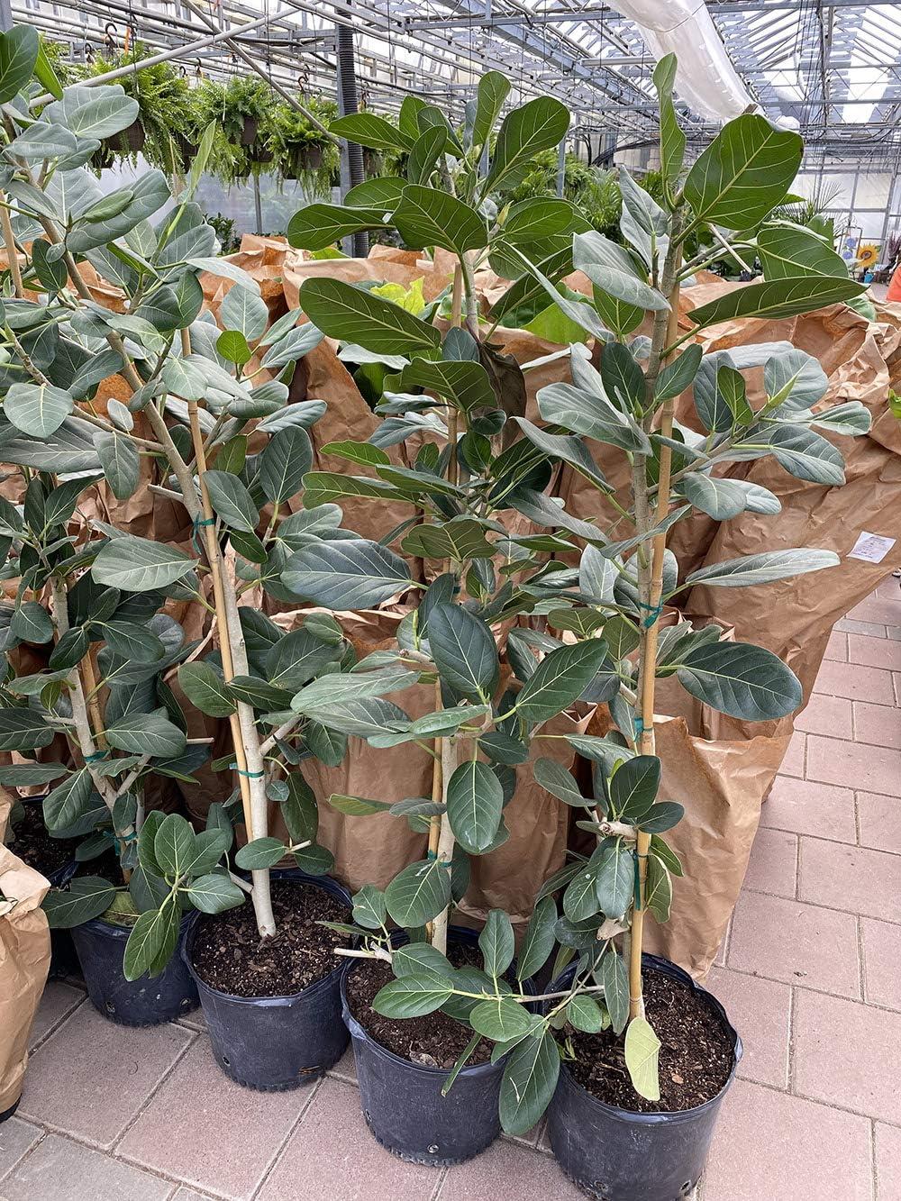 Ficus Audrey Column Live Plant in 10 Inch Pot