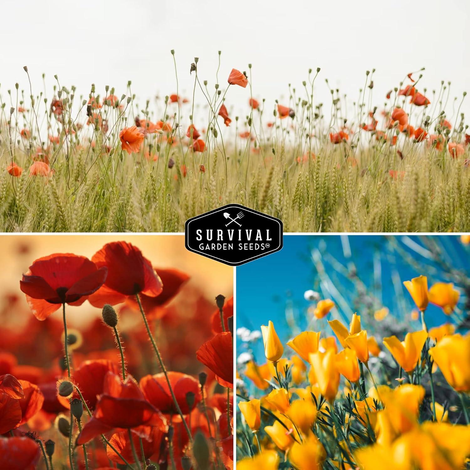 4 Packs Poppy Flower Seed - California, Golden West, Mikado, Red Corn - Full Sun Annual