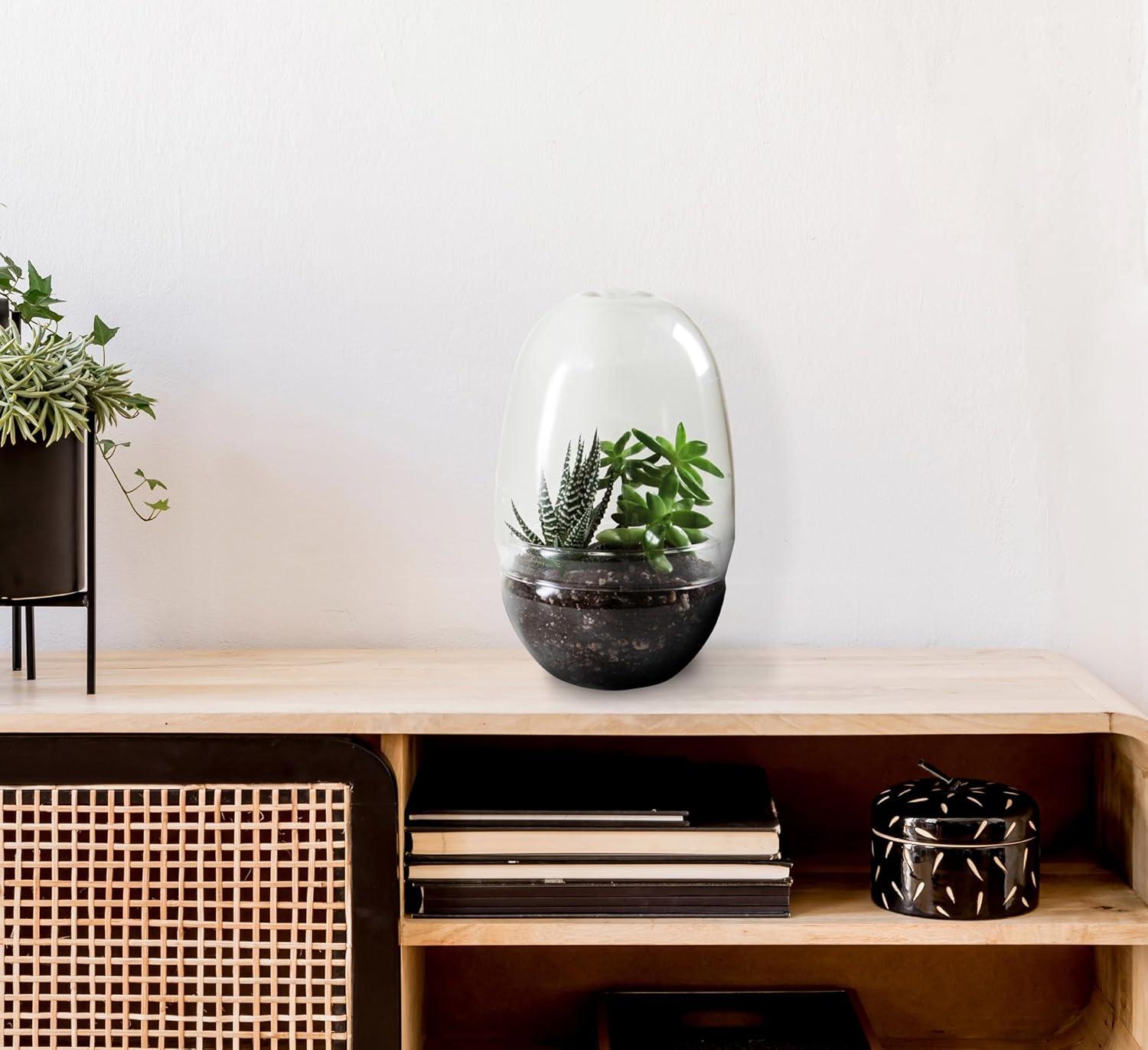 Clear Glass Egg-Shaped Terrarium for Indoor Plants