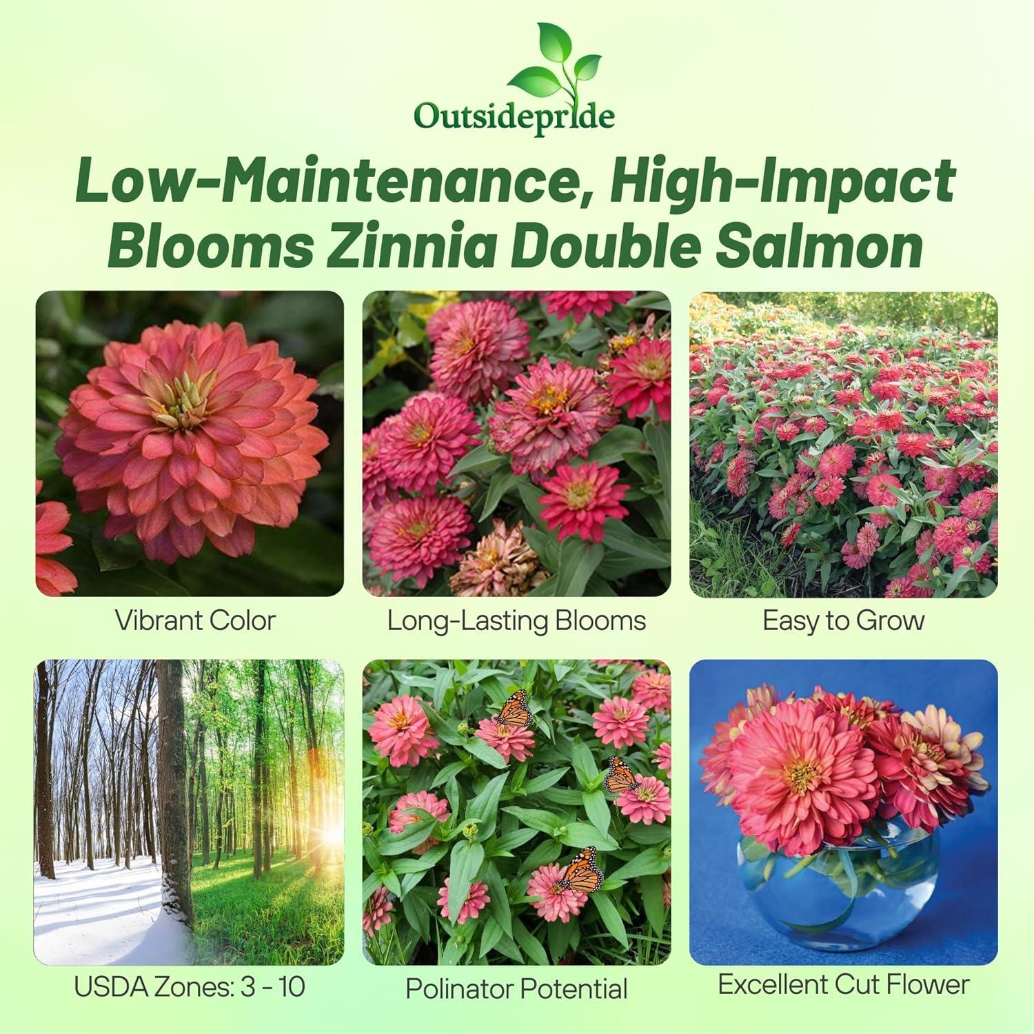 Zahara Double Salmon Zinnia Seeds for Vibrant Outdoor Gardens