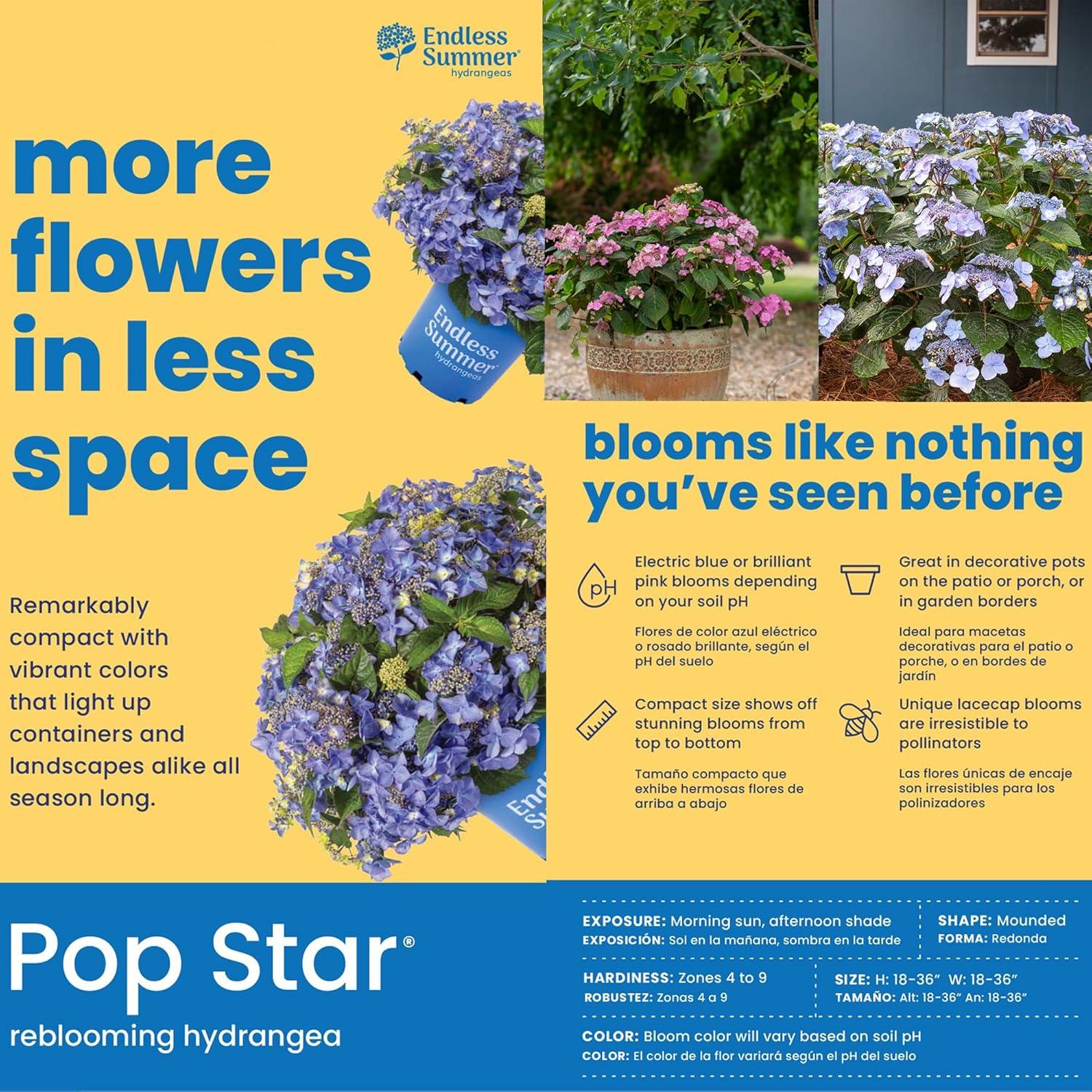 Endless Summer Pop Star Reblooming Hydrangea Live Shrub in 2-Gallon Grower Pot