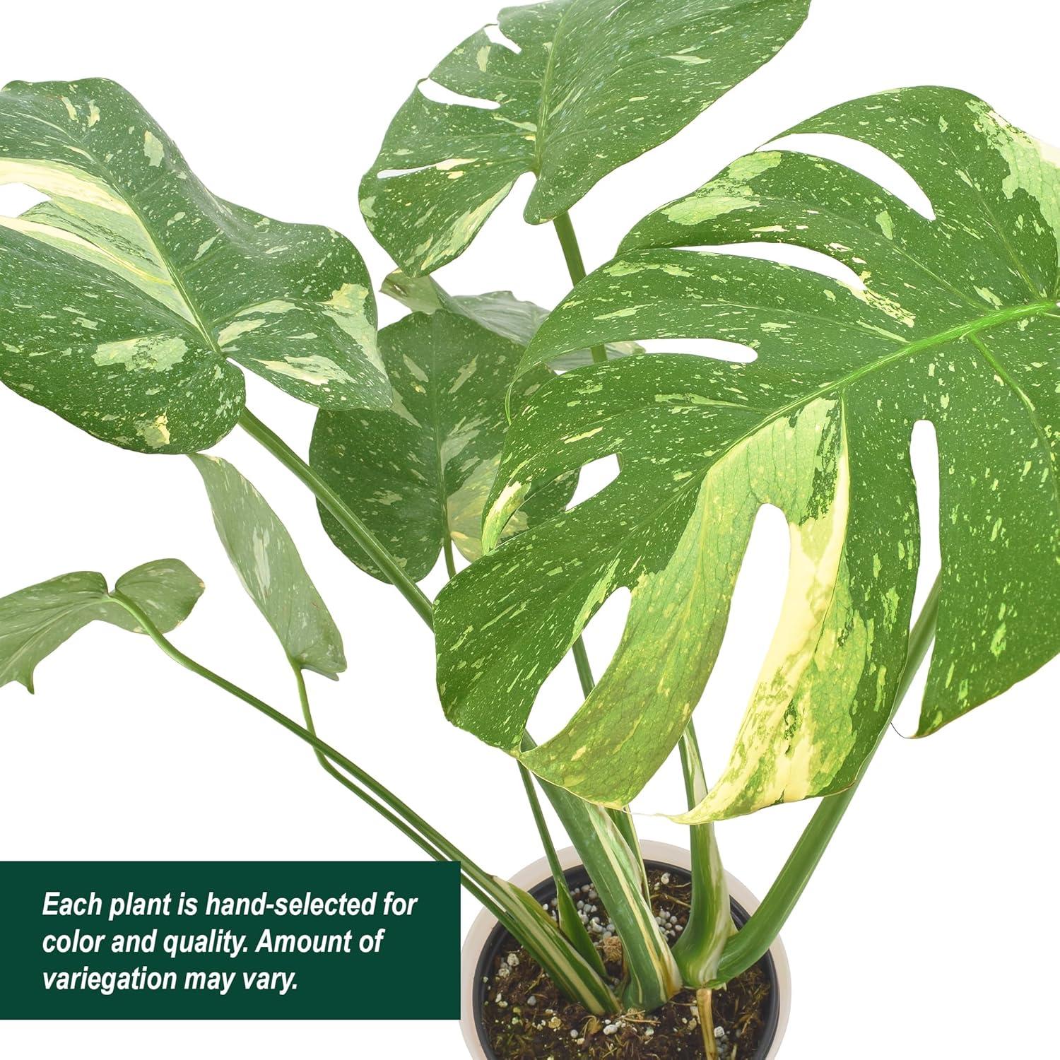 Arcadia Garden Products Thai Monstera Live Monstera Thai Constellation Plant in Pot Liner