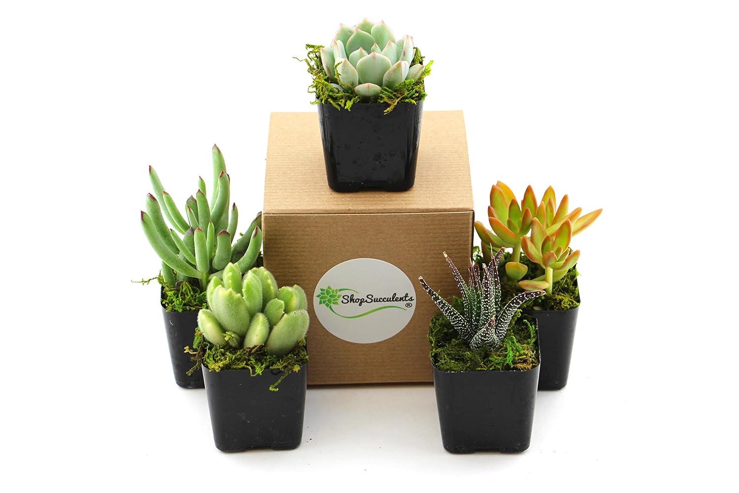 Unique Mix Live Succulents in Soil Hand Selected Variety (5-Pack)