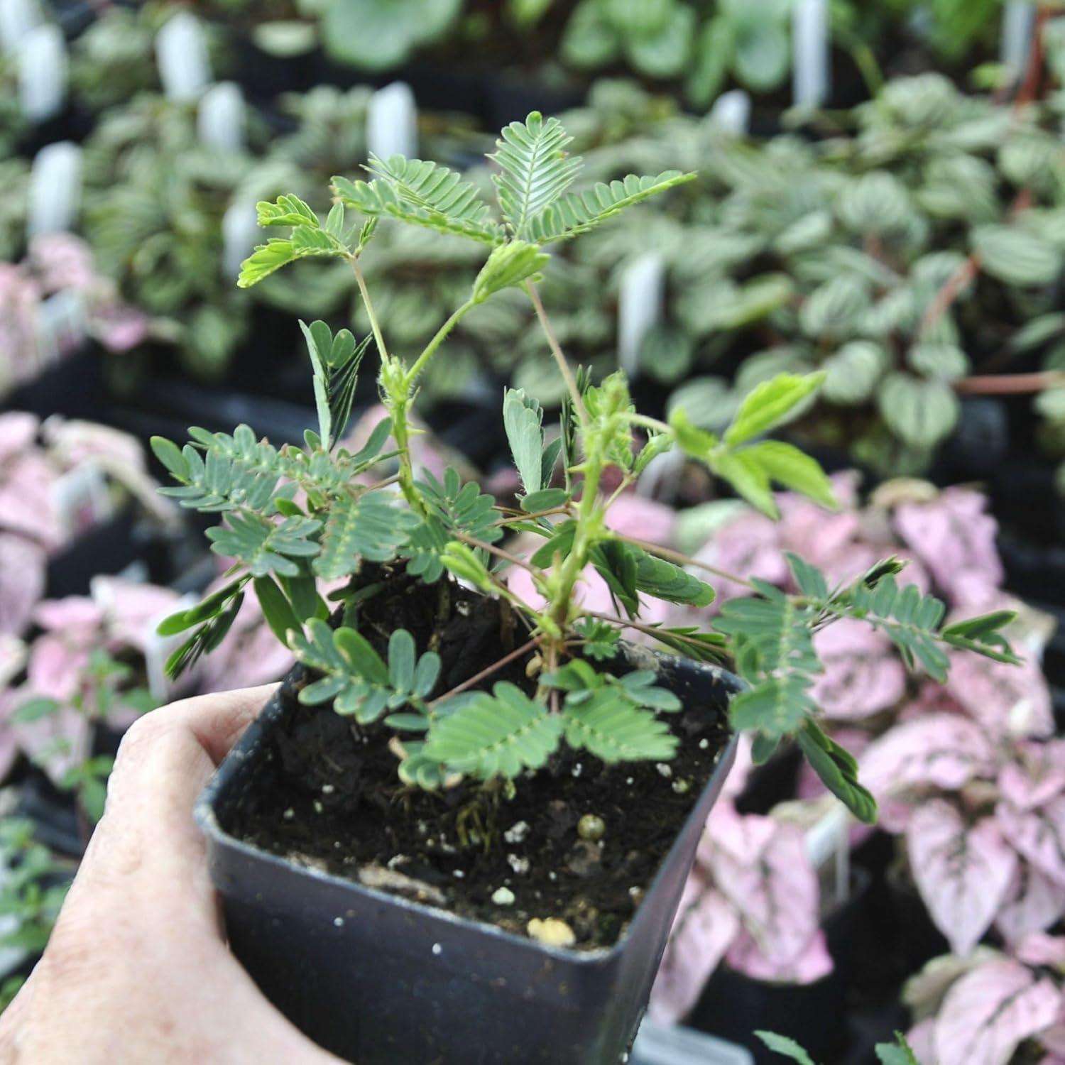 Mimosa Pudica, Sensitive Plant - Pot Size: 3" (2.6x3.5") - Flowering Plants, Houseplants