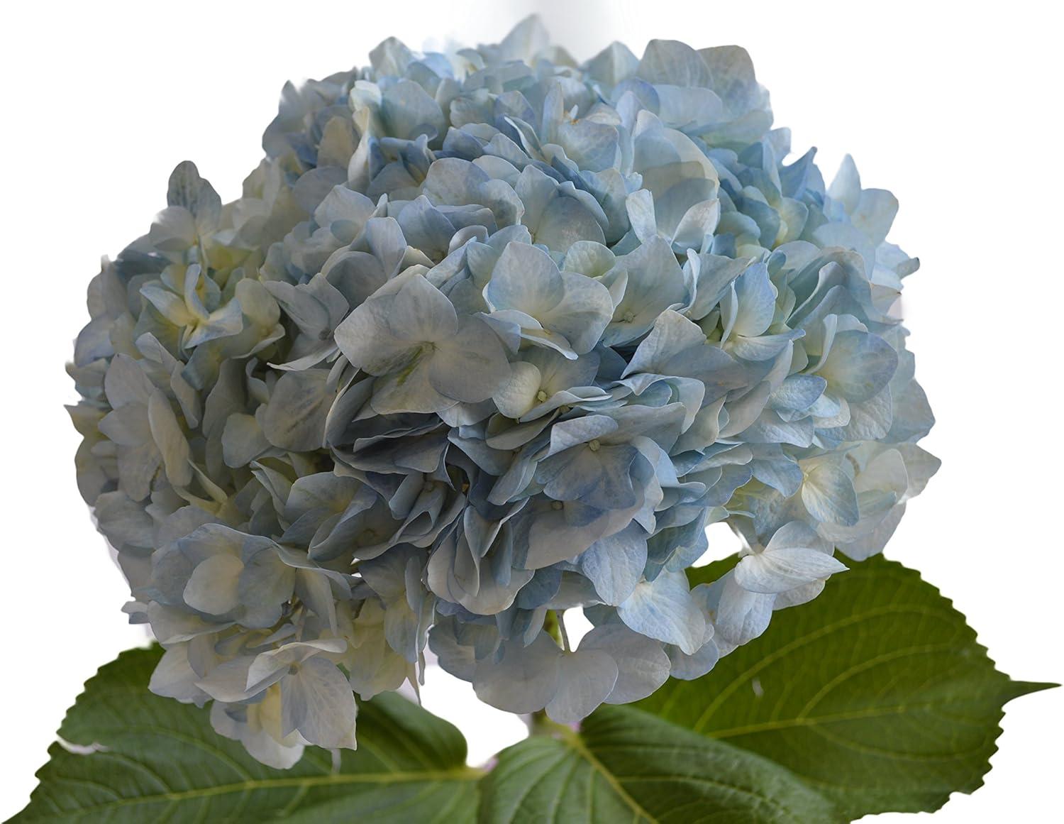 Blooms2Door 15 Blue Hydrangeas (Farm-Fresh, Naturally Colored)