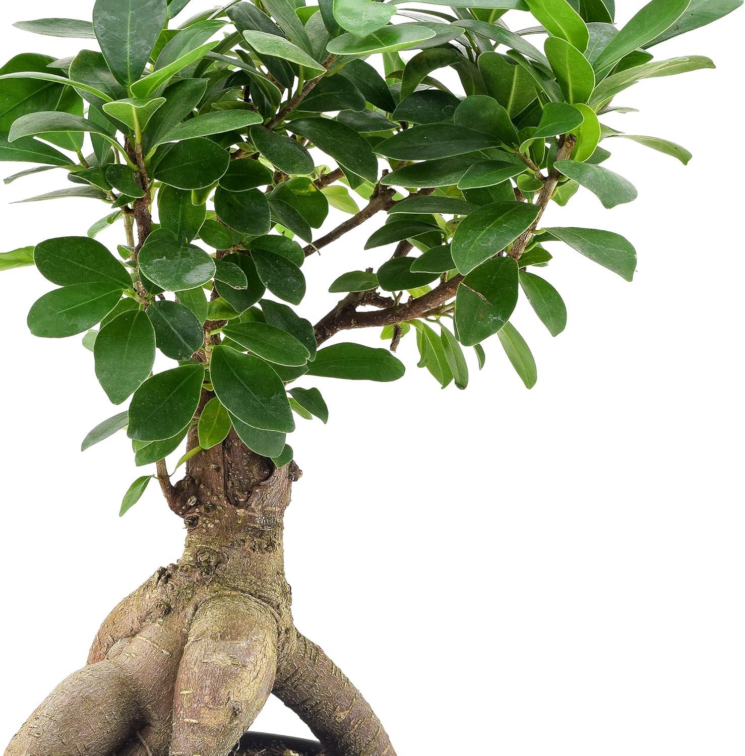 13'' Ficus Plant