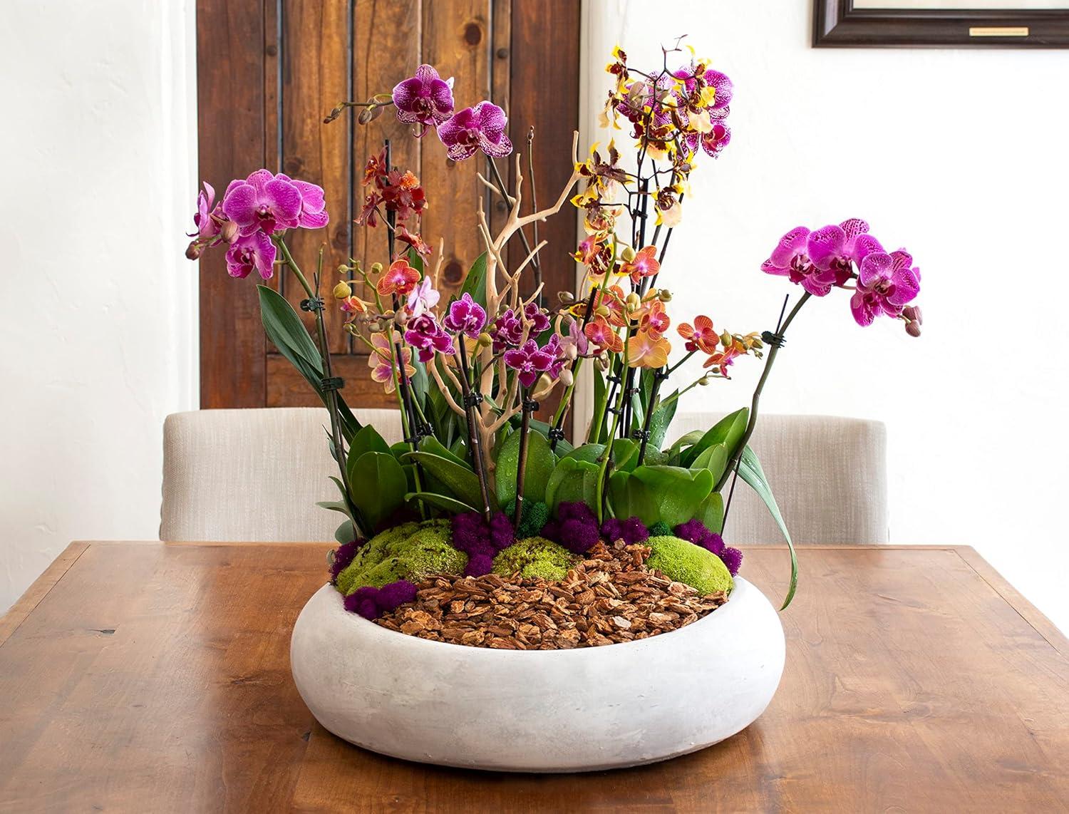 Super Moss SuperMoss Preserved Moss Mix, Mixed Colors, Approx. 2oz | Wayfair