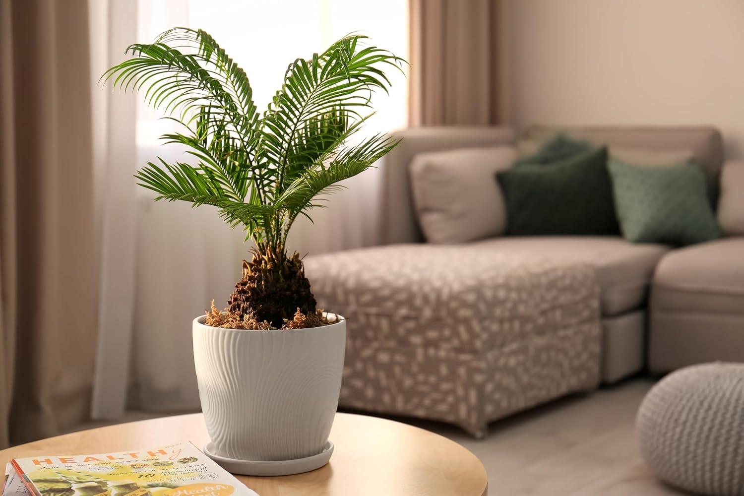 American Plant Exchange King Sago Palm Tree, 6-Inch Pot, Live Plant, Cycad, Perfect for Bright Windows and Outdoor Gardens