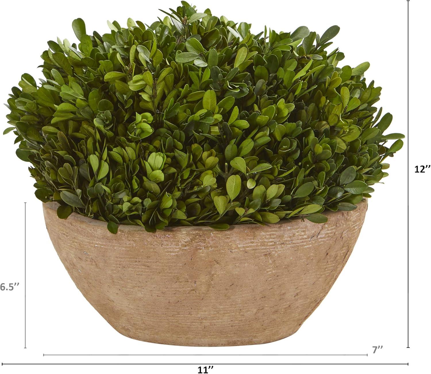 Nearly Natural 12-in Boxwood Preserved Plant in Oval Planter