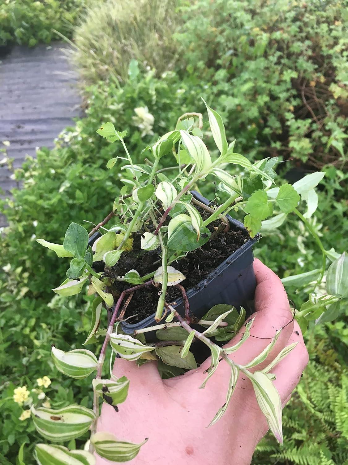 Daylily Nursery Wandering Jew Live Plant with 4in Pot